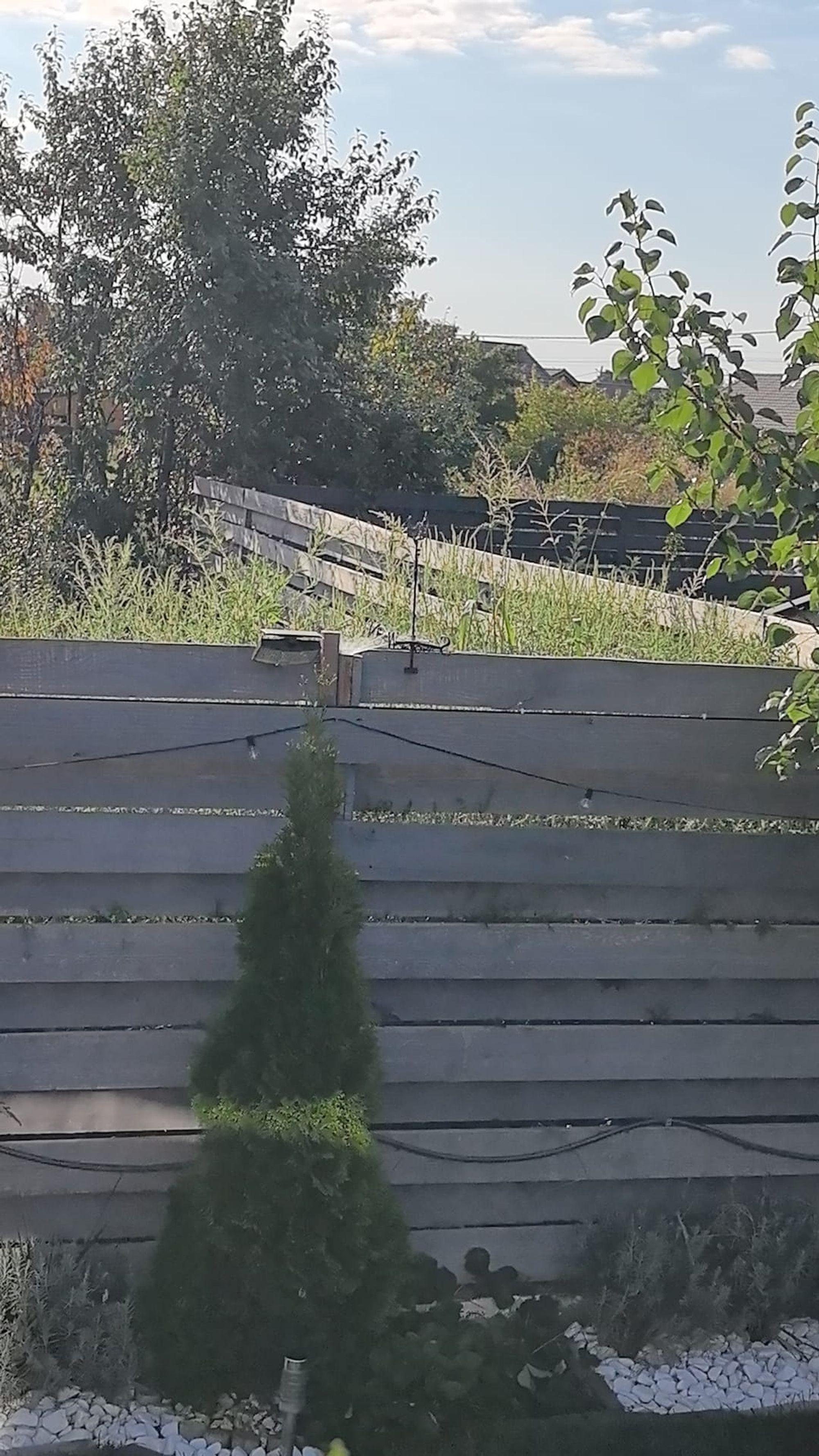 Ambrozie in Strada Ion Lahovari 87, Dumbrăveni, Comuna Balotești, Județul Ilfov - WhatsApp Image 2026-08-14 at 08.31.21.jpeg