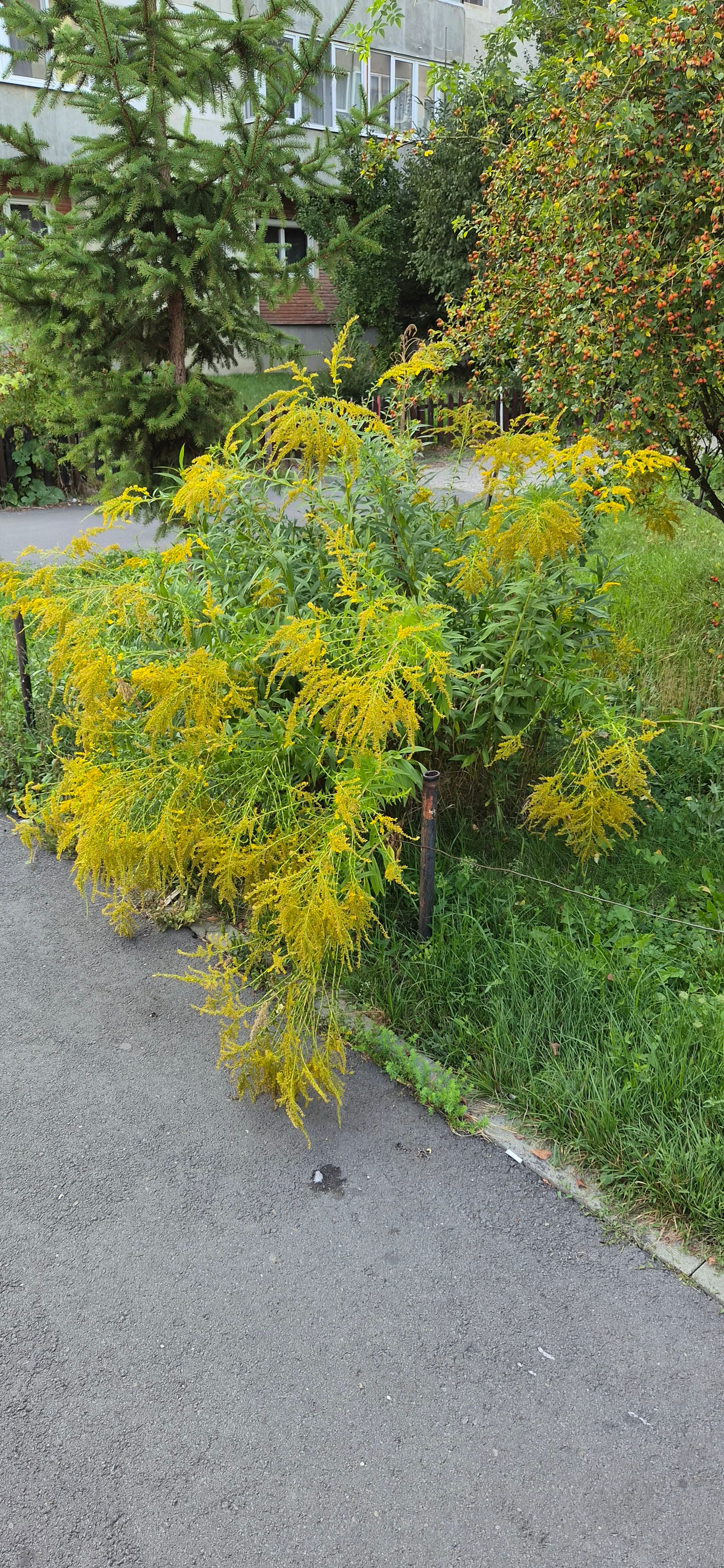 Ambrozie in Strada Inimii 9, Miercurea Ciuc, Municipiu Miercurea Ciuc, Județul Harghita - 78666.jpg