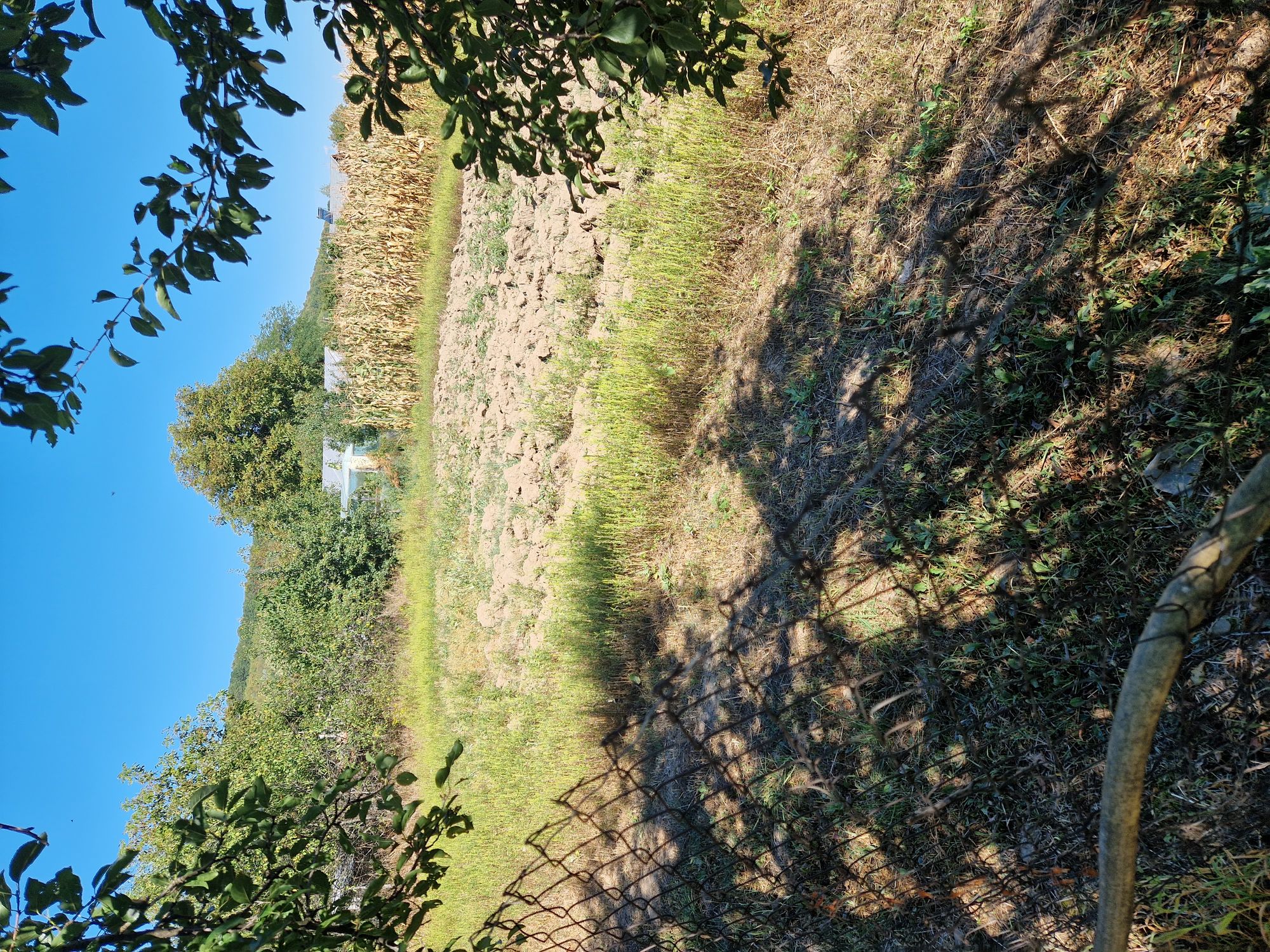Ambrozie in Iordăcheanu, Comuna Iordăcheanu, Județul Prahova - 20230903_103138.jpg