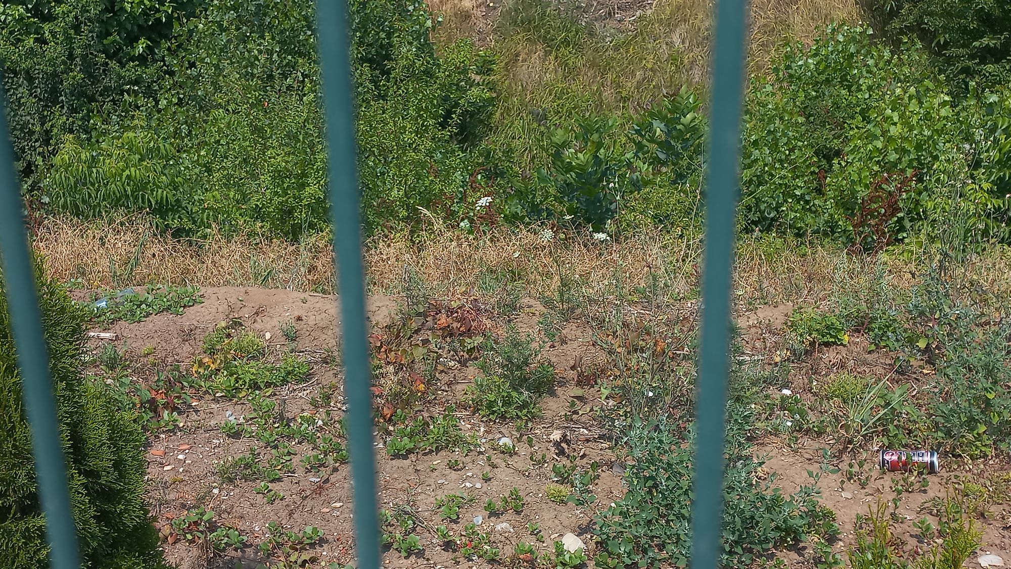 Ambrozie in Strada Biruinței 123, București, Oraş Popeşti Leordeni, Județul Ilfov - 20230711_112142.jpg