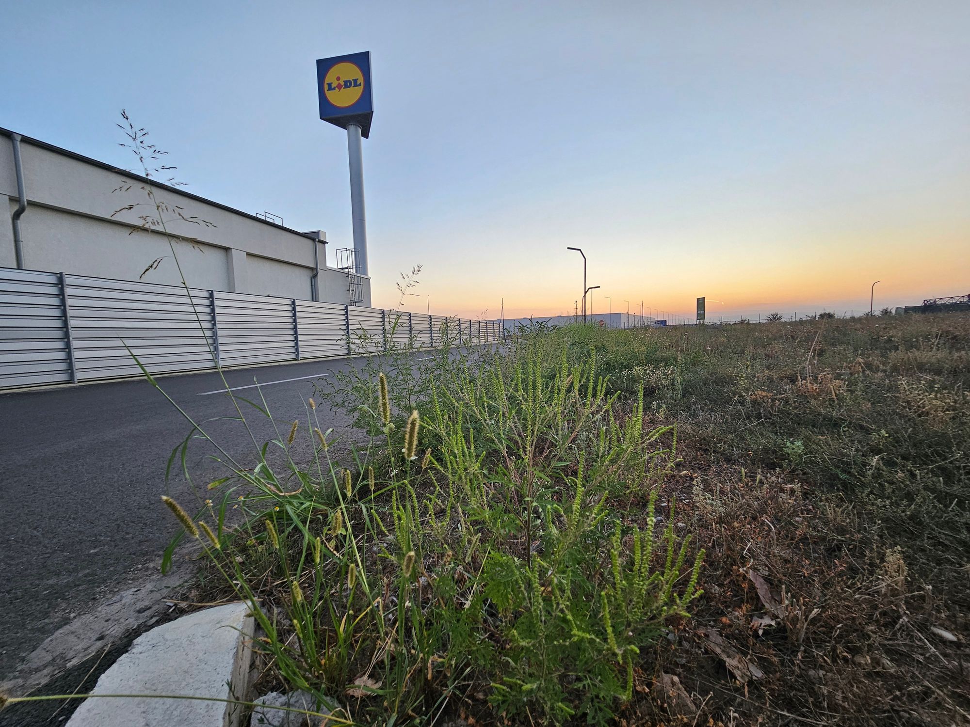 Ambrozie in Voluntari, Oraş Voluntari, Județul Ilfov - inbound122827963439622324.jpg