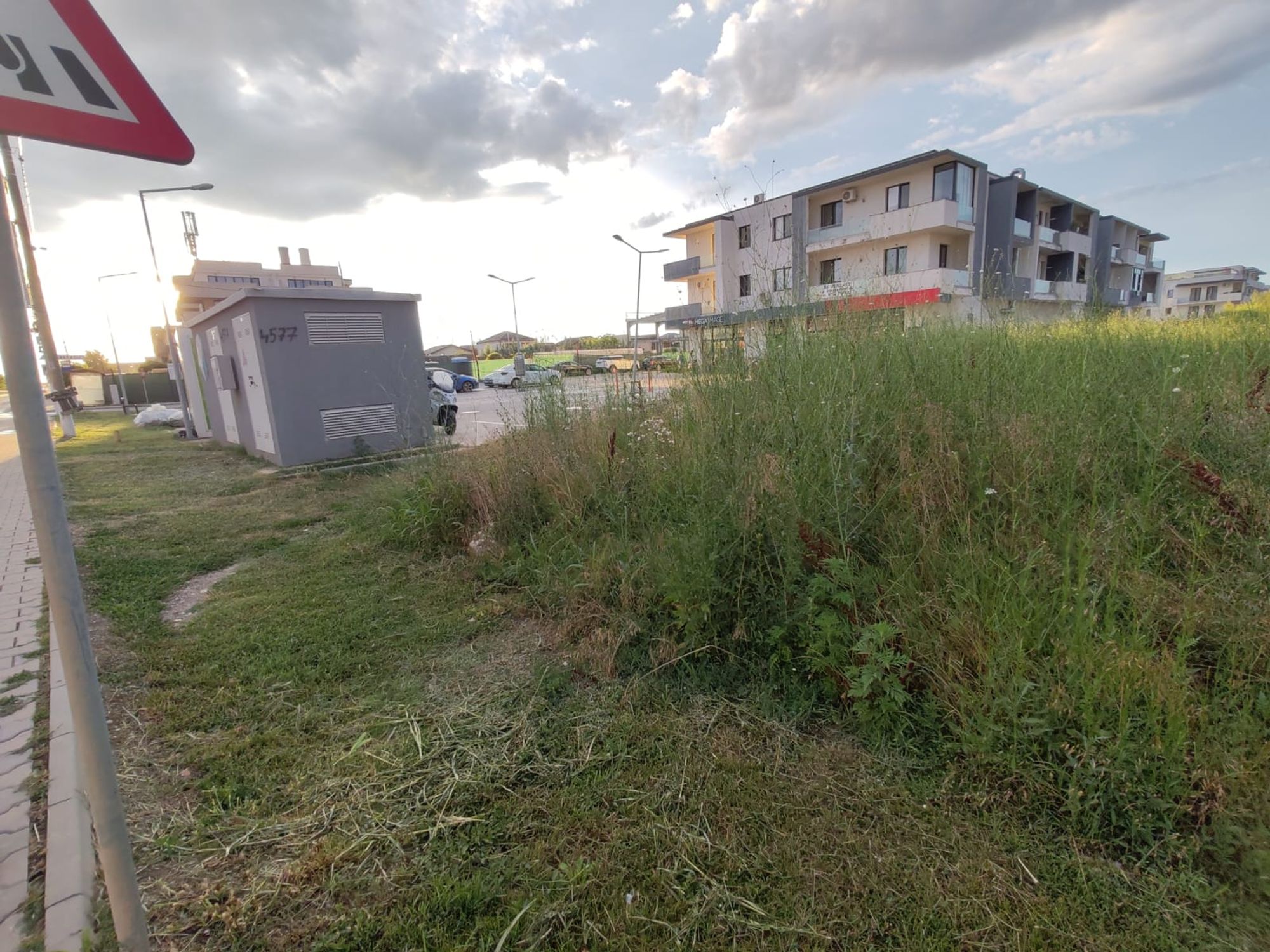 Ambrozie in Strada Primaverii 2, Tunari, Comuna Tunari, Județul Ilfov - IMG-20260714-WA0009.jpg