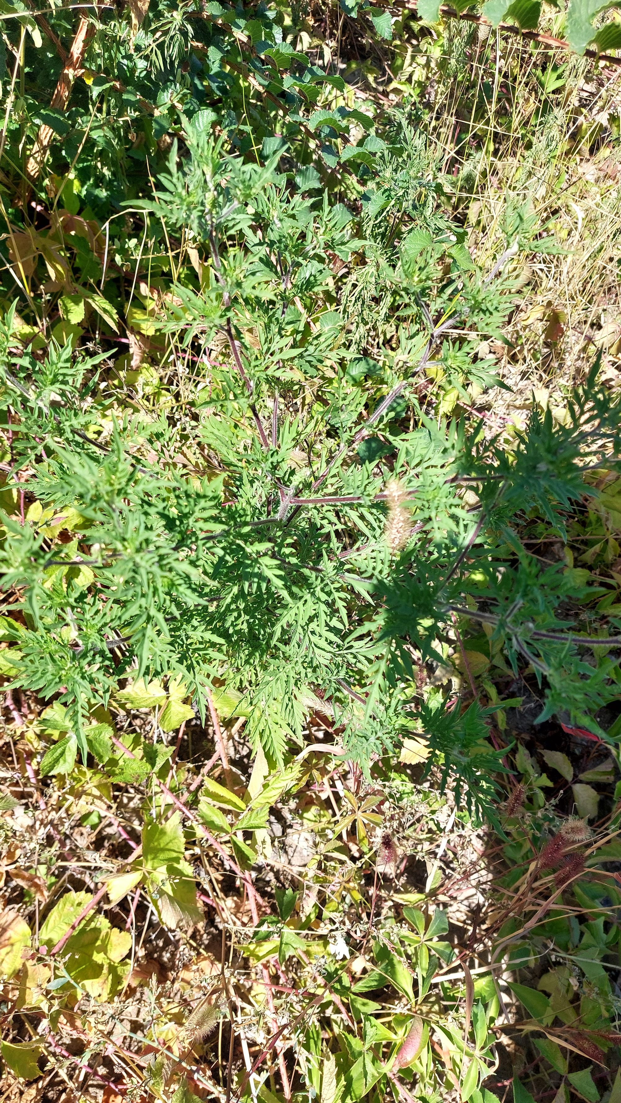 Ambrozie in Strada Depoului 18, Ploiești, Municipiu Ploieşti, Județul Prahova - 20250829_133310.jpg