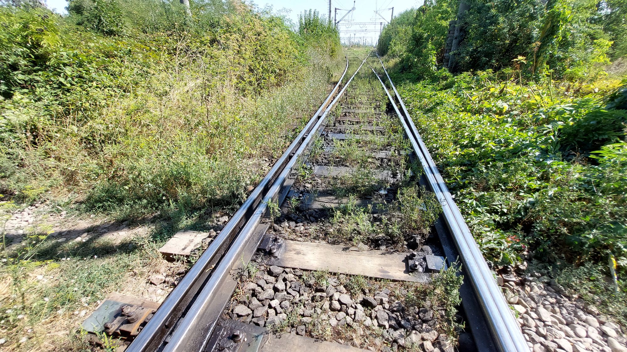 Ambrozie in Bulevardul București 84, Ploiești, Municipiu Ploieşti, Județul Prahova - 20250903_114300.jpg