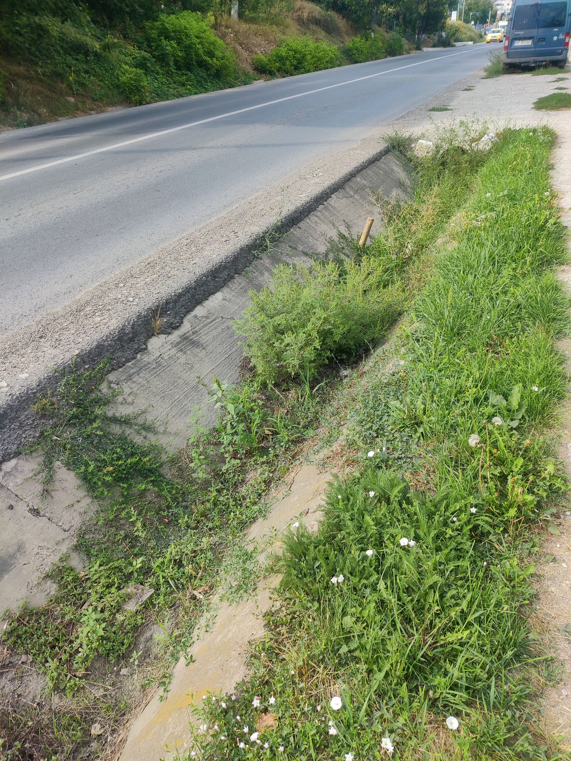 Ambrozie in DJ248 39, Lunca Cetățuii, Comuna Ciurea, Județul Iași