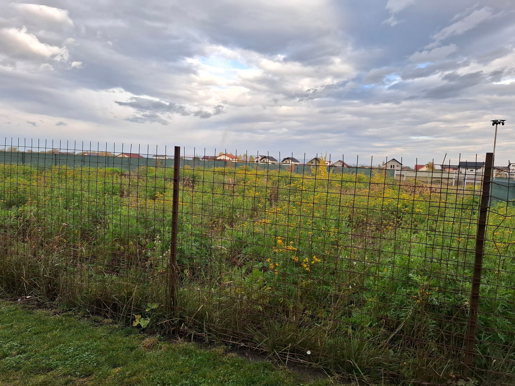 Ambrozie in Strada Drumul cu plopi 118, Comuna Sânpetru, Județul Brașov - 20251024_093218.jpg