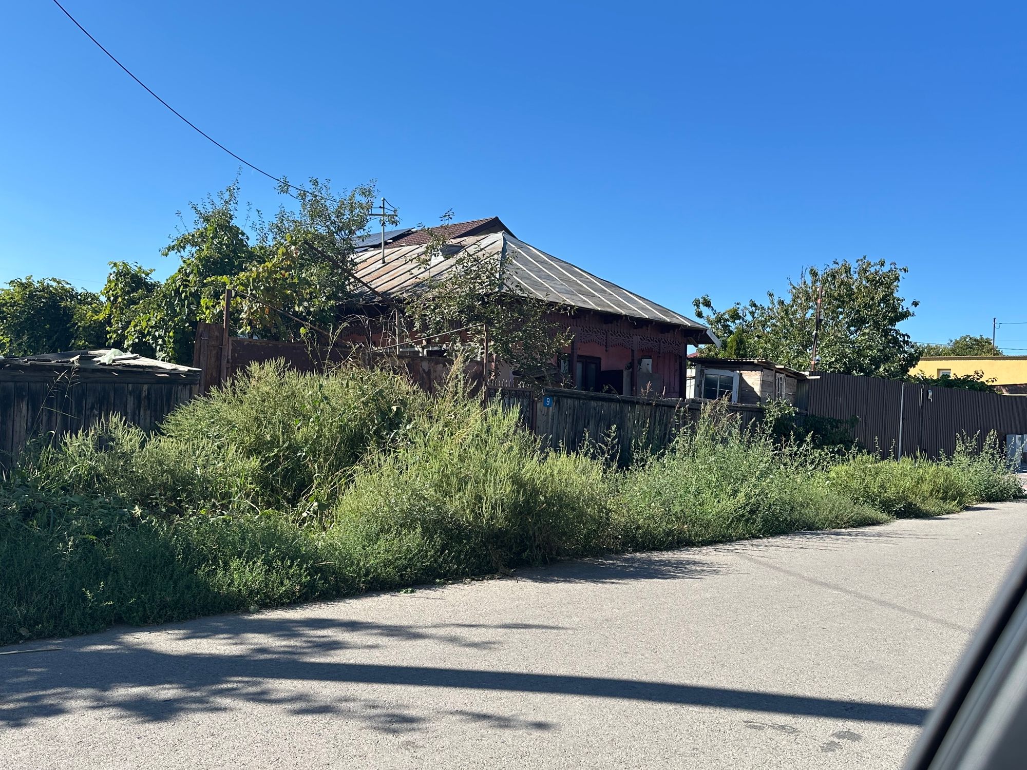 Ambrozie in DN22 54, Cazasu, Comuna Cazasu, Județul Brăila - IMG_7120.jpeg