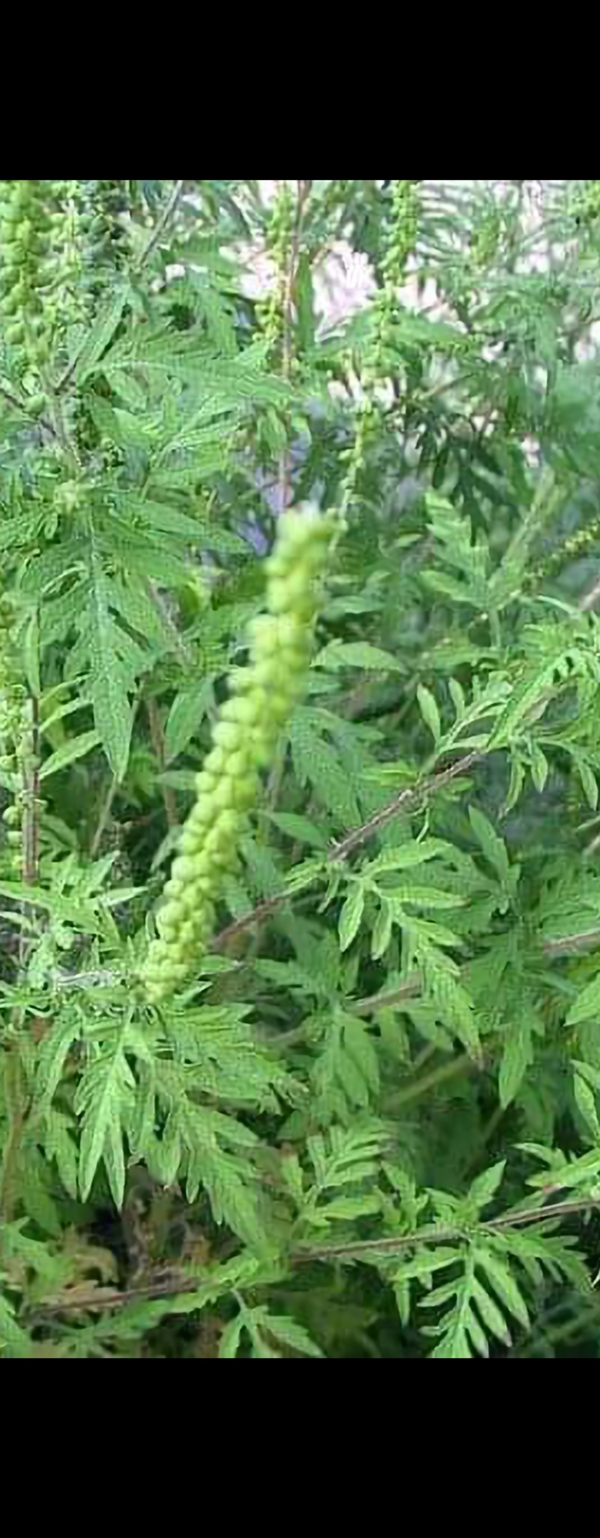 Ambrozie in DN1A 240, Mânăstirea, Comuna Crevedia, Județul Dâmbovița