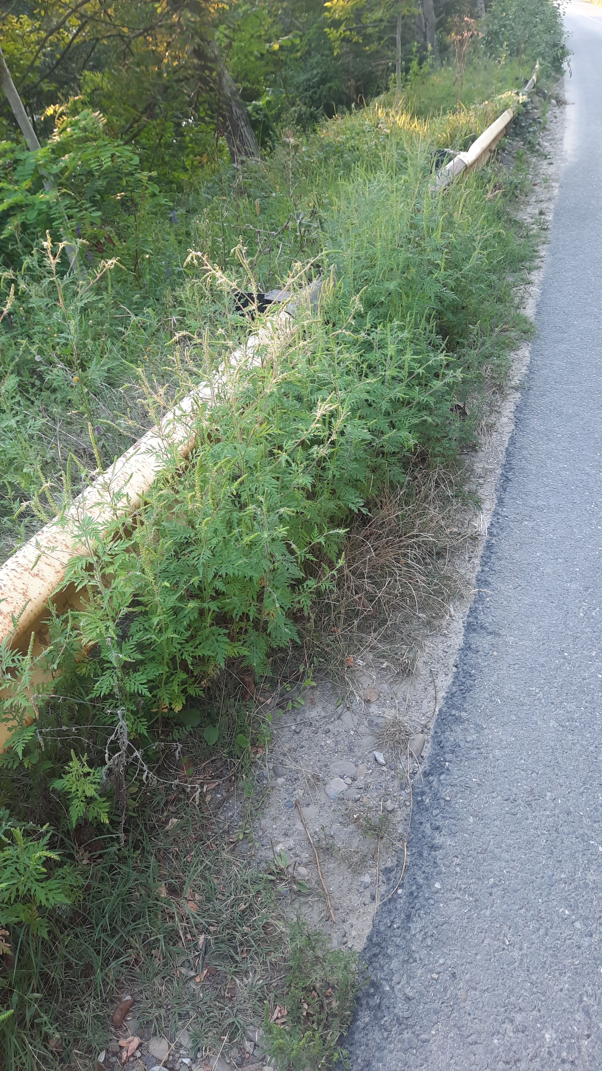 Ambrozie in Corbu, Catina, Buzău County - 20230827_191911.jpg