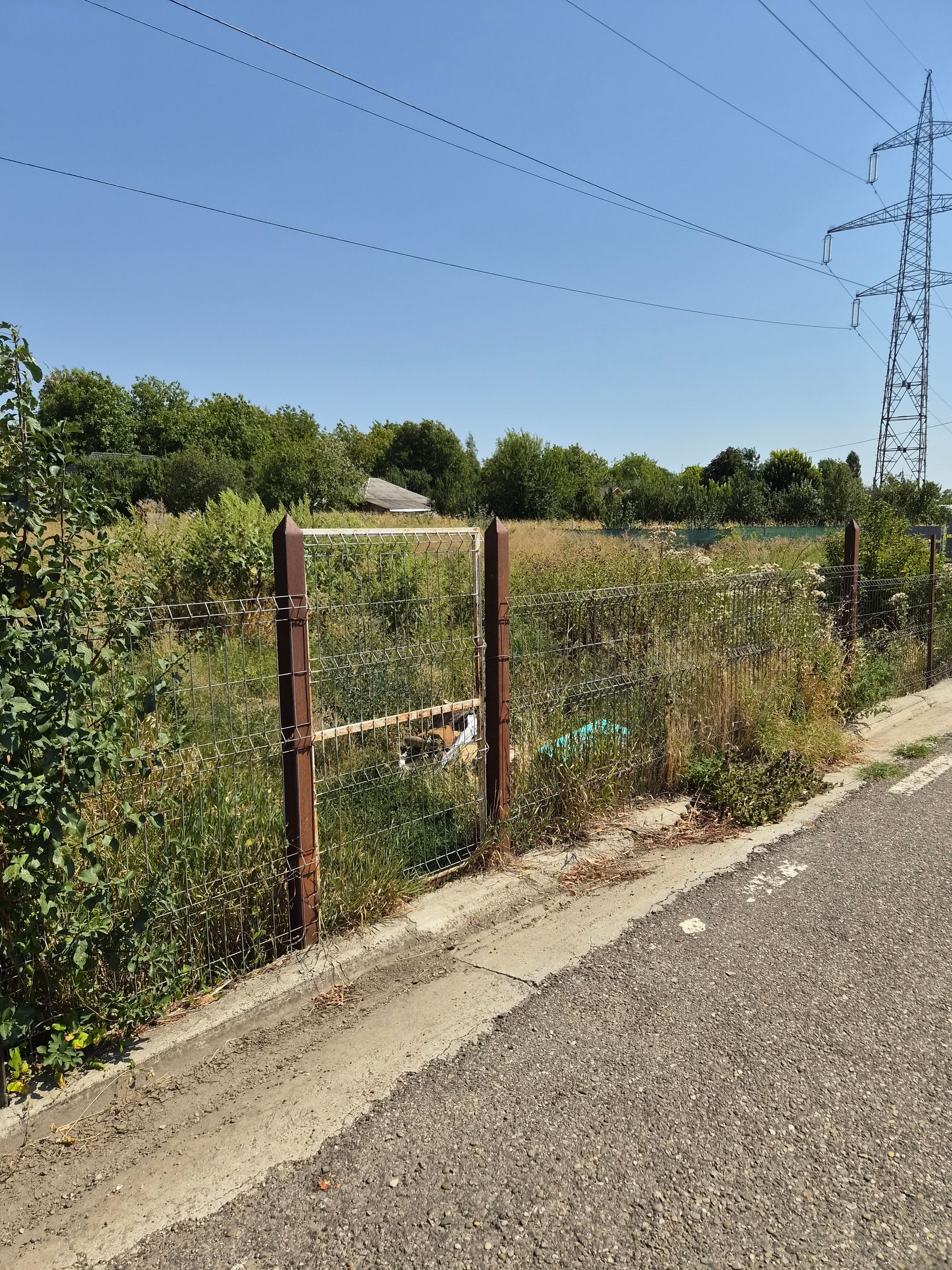 Ambrozie in DN15D 16, Mărășeni, Comuna Ștefan Cel Mare, Județul Vaslui