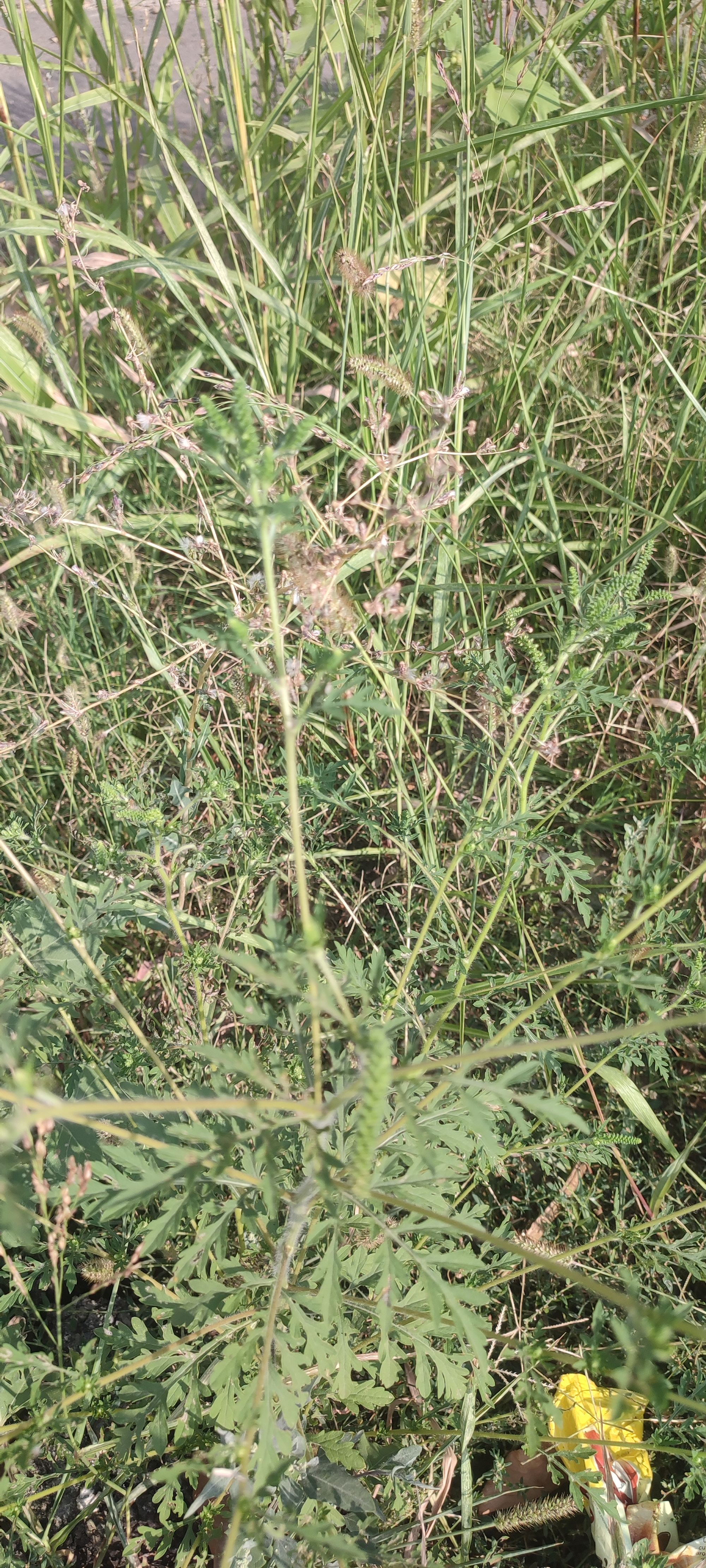 Ambrozie in Drumul Gura Siriului 108-110, București, Municipiul București - IMG_20230830_163157.jpg