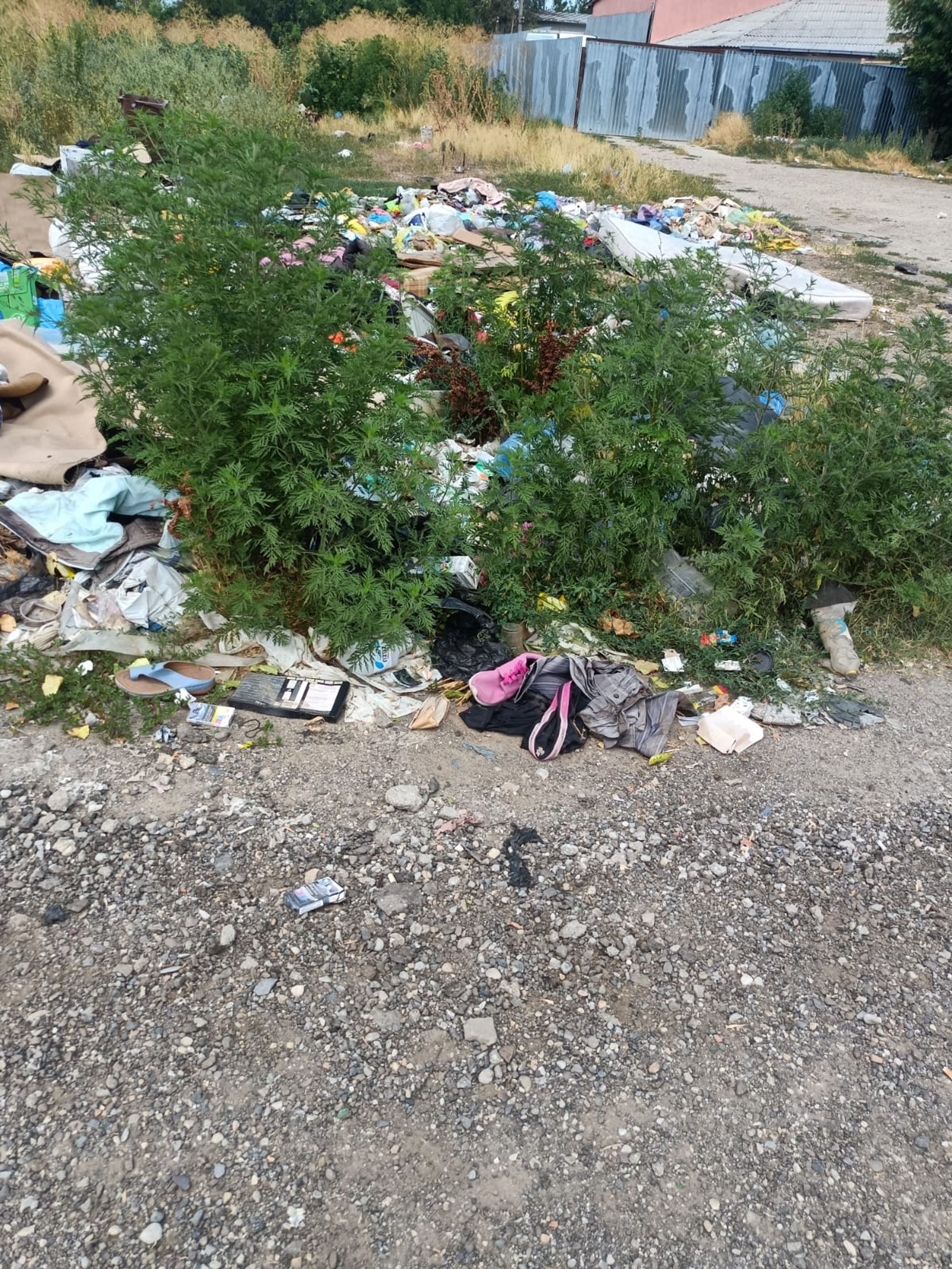 Ambrozie in Şoseaua Giurgiului, București, Municipiul București - WhatsApp Image 2025-07-28 at 15.11.16.jpeg