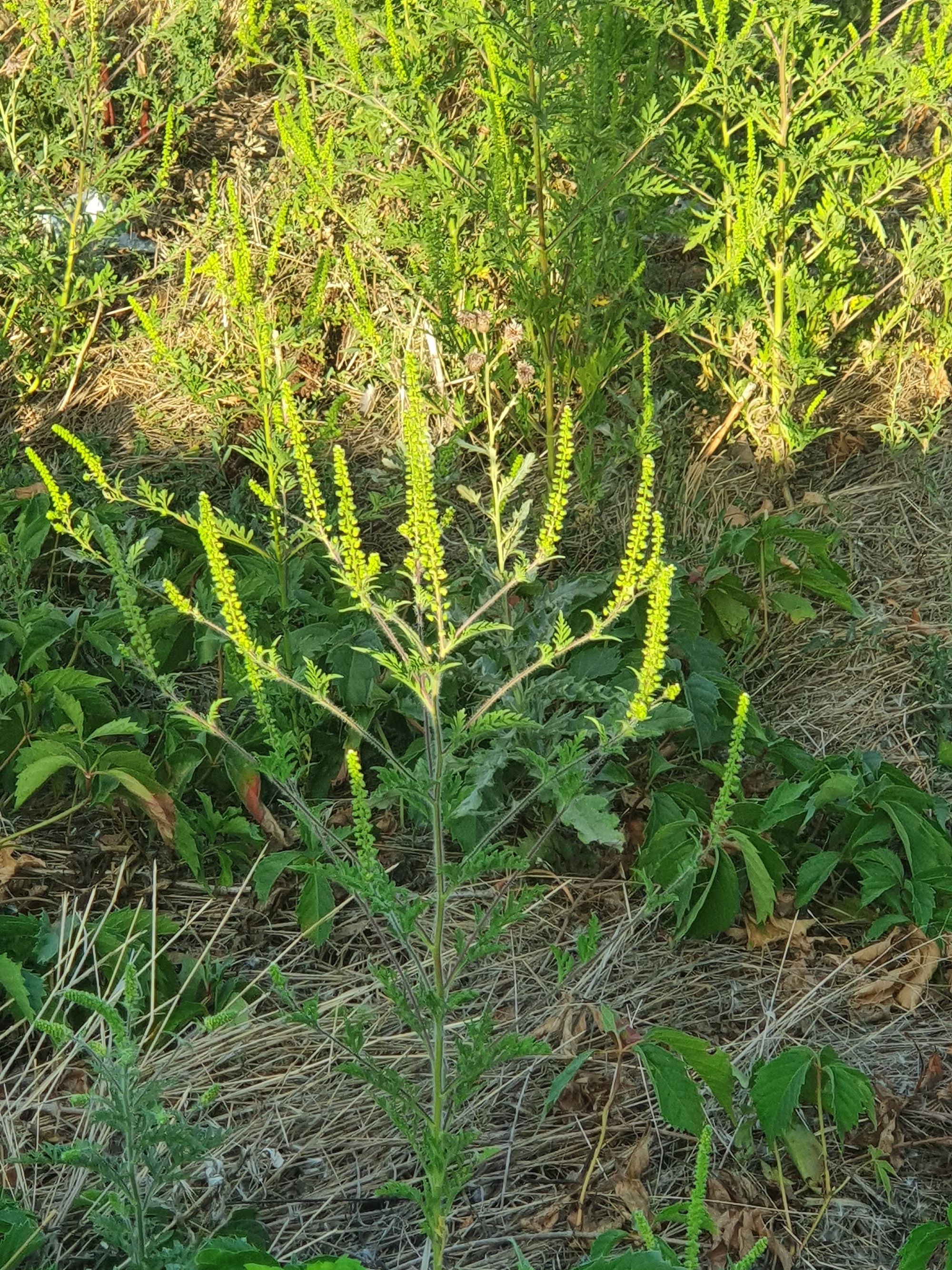 Ambrozie in Șoseaua Vergului 14, București, Municipiul București - 20250908_180430.jpg