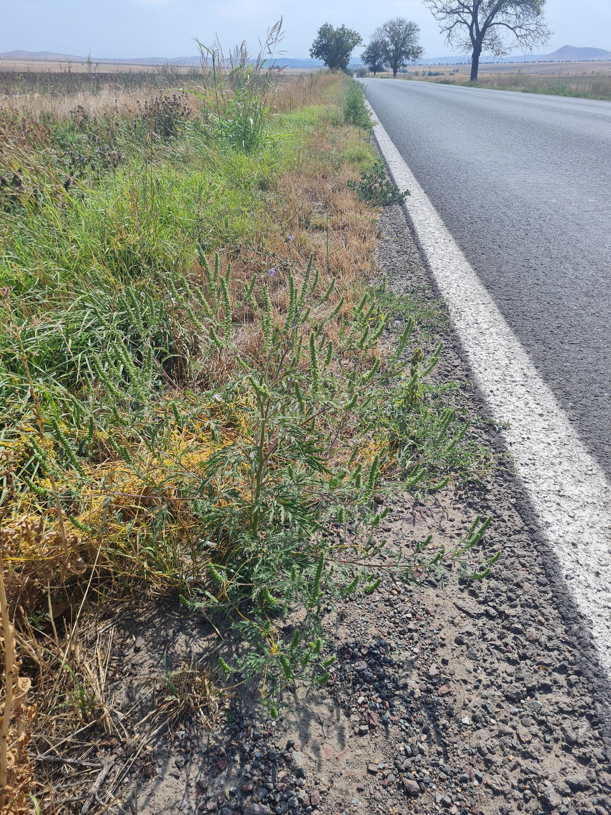 Ambrozie in Cataloi, Comuna Frecăței, Județul Tulcea - 20250829_140806.jpg