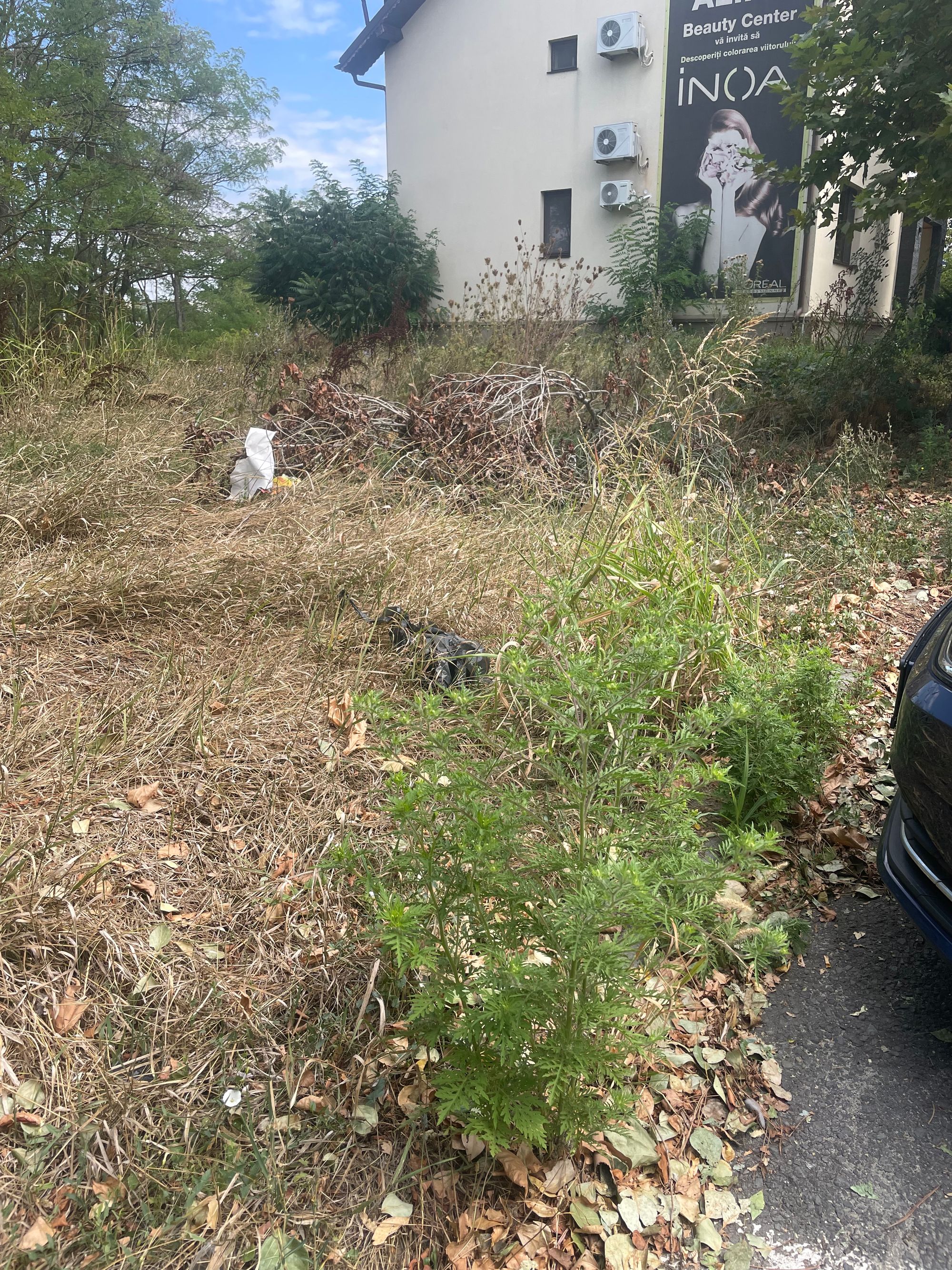 Ambrozie in Aleea Paradisul Verde 4, Corbeanca, Comuna Corbeanca, Județul Ilfov - IMG_5345.jpeg