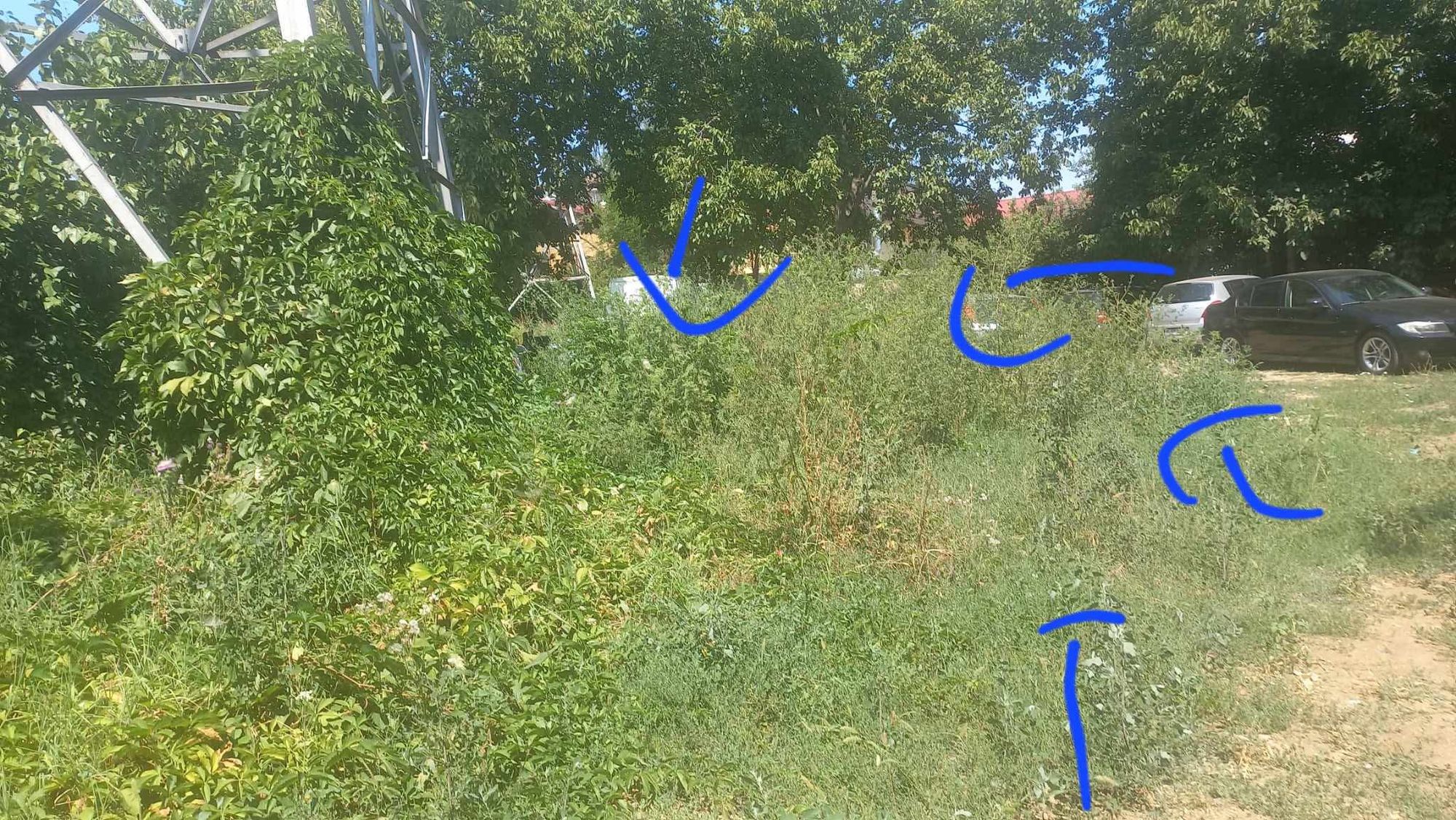 Ambrozie in Strada Oituz 2t, Popești-Leordeni, Oraş Popeşti Leordeni, Județul Ilfov - Messenger_creation_7361001942929372231.jpeg
