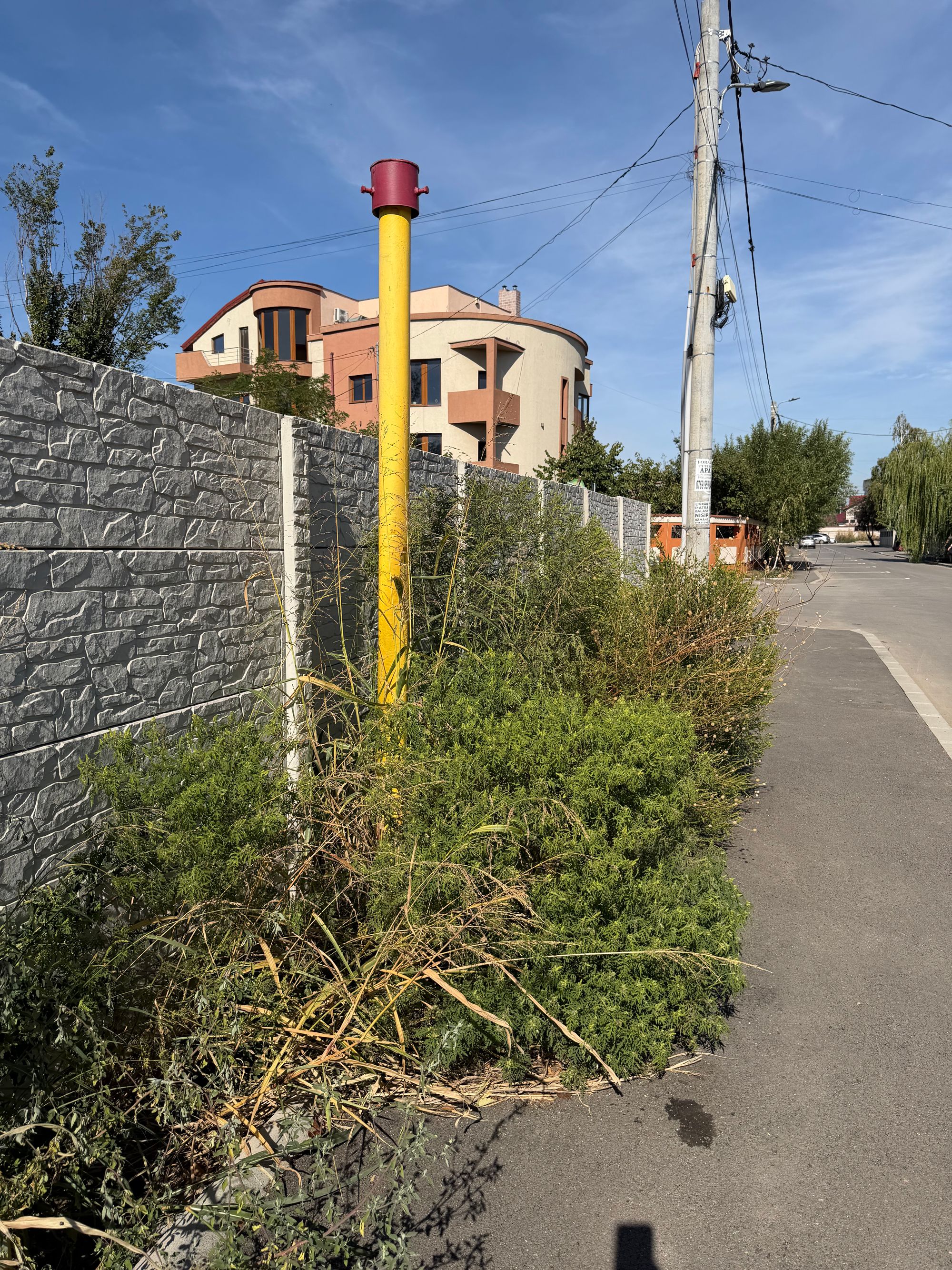 Ambrozie in Strada Ortacului 7, Bragadiru, Oraș Bragadiru, Județul Ilfov - IMG_2853.jpeg