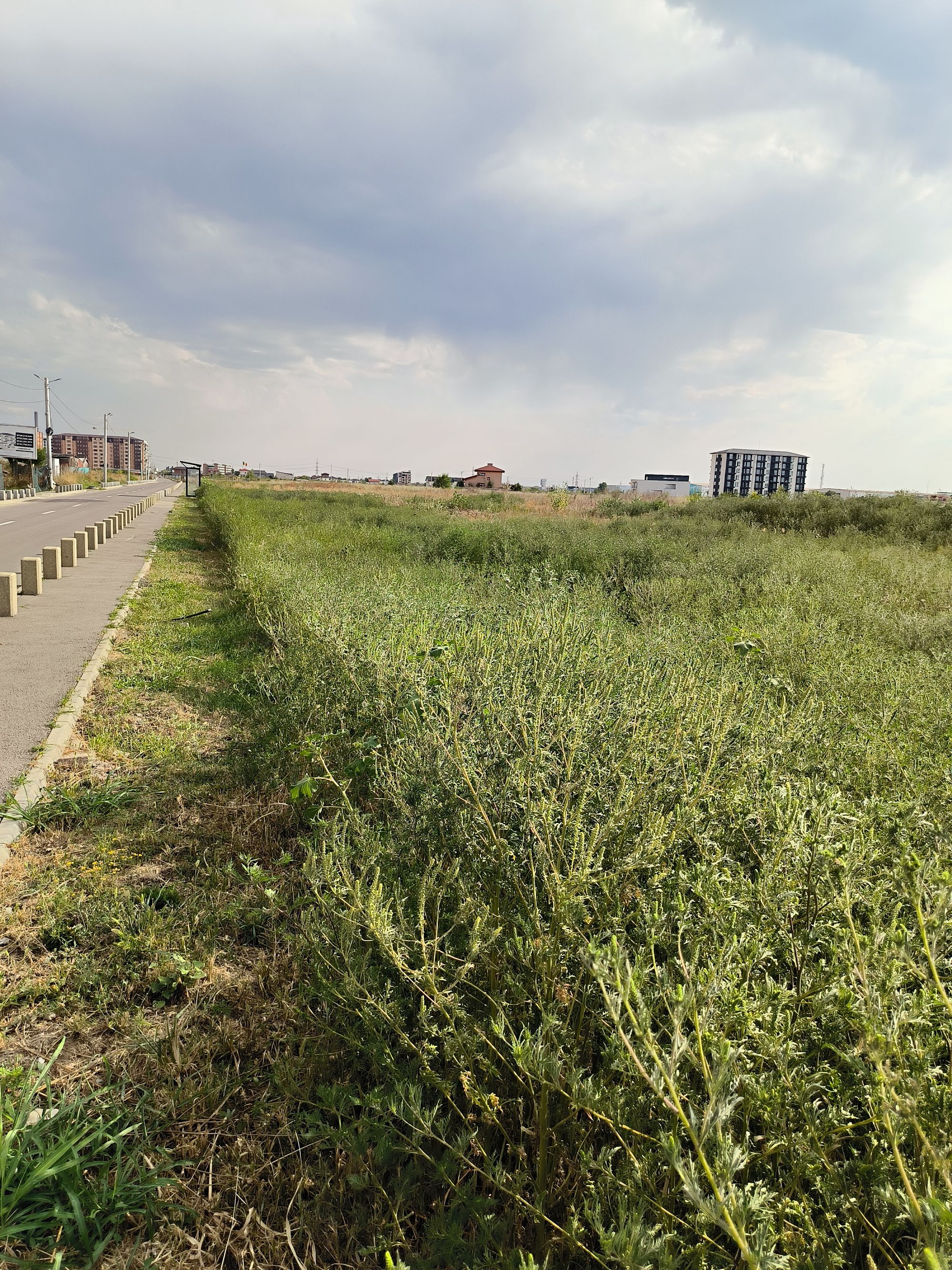 Ambrozie in Strada Luceafărului 72, Chiajna, Comuna Chiajna, Județul Ilfov - IMG_20230817_171220.jpg