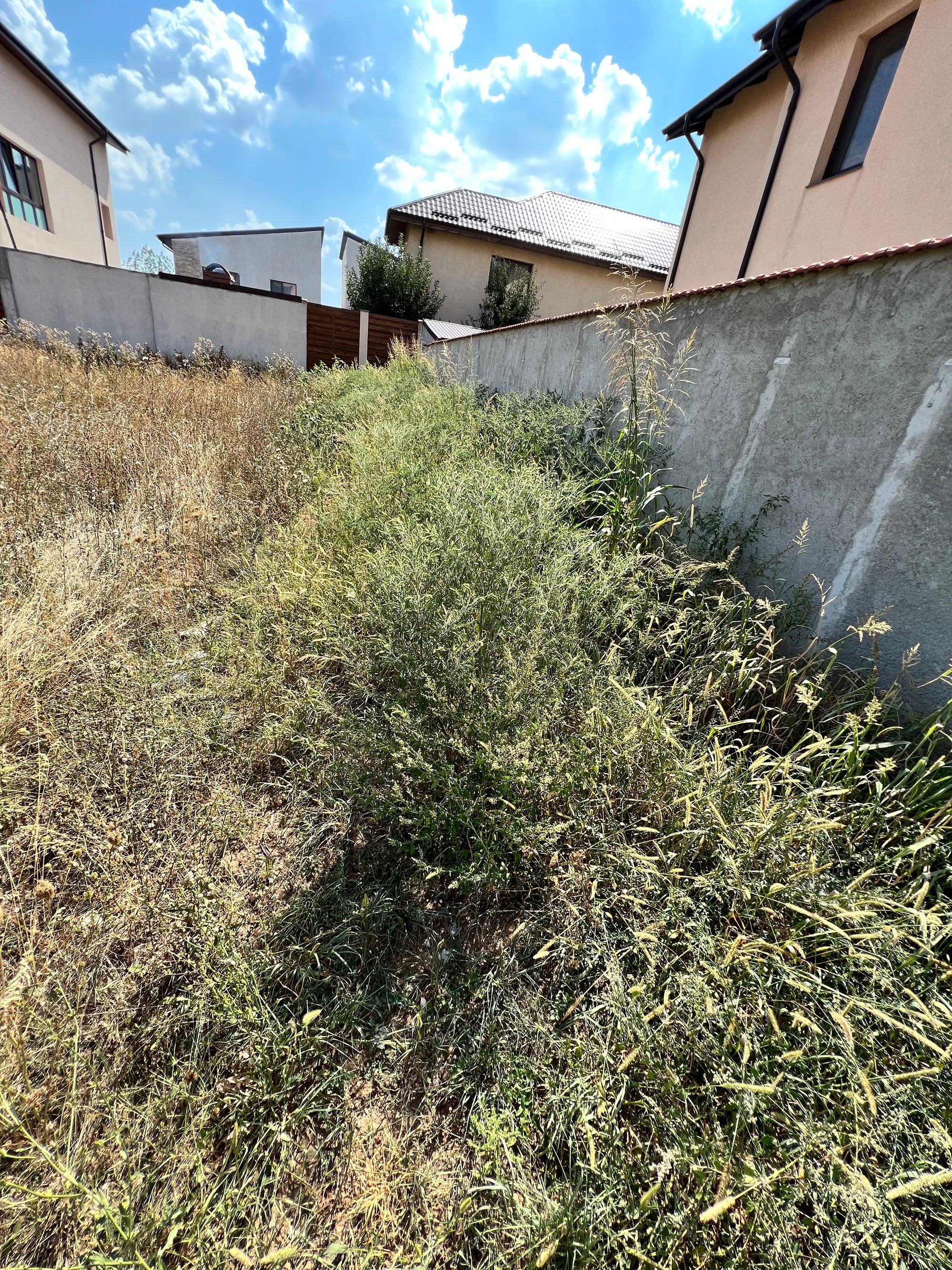 Ambrozie in Strada Acvilei 4J, Roșu, Comuna Chiajna, Județul Ilfov - IMG_6253.jpeg