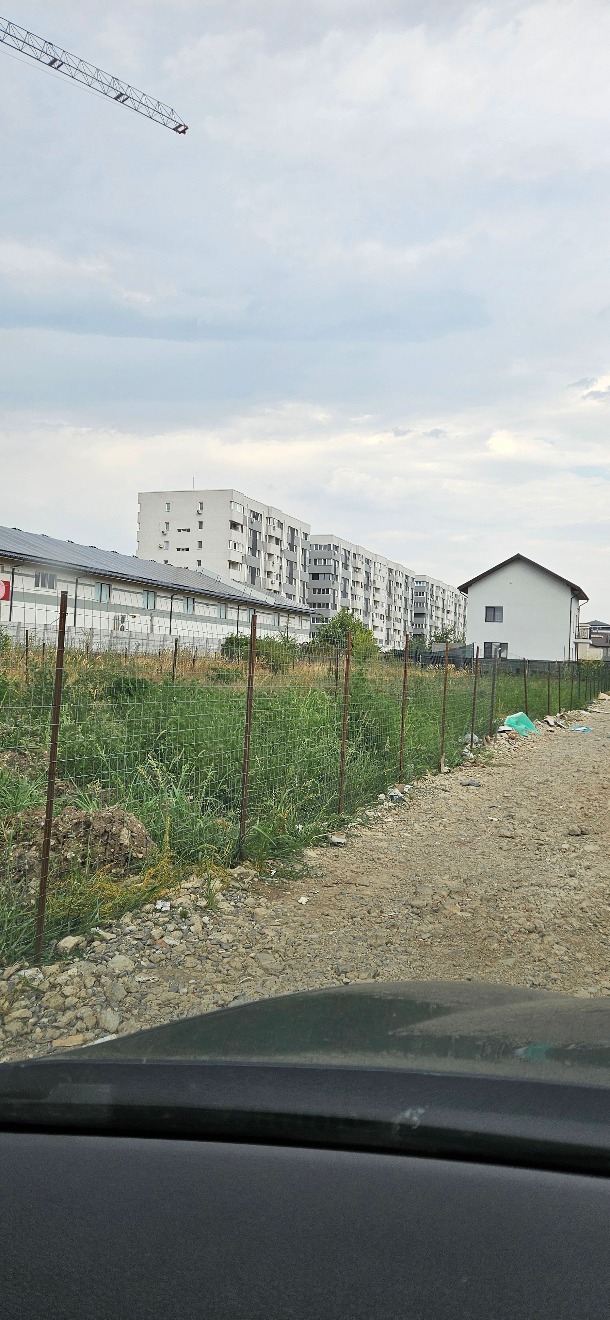 Ambrozie in Strada Sergent Ilie Petre 84, Comuna Chiajna, Județul Ilfov - 20250725_171359.jpg