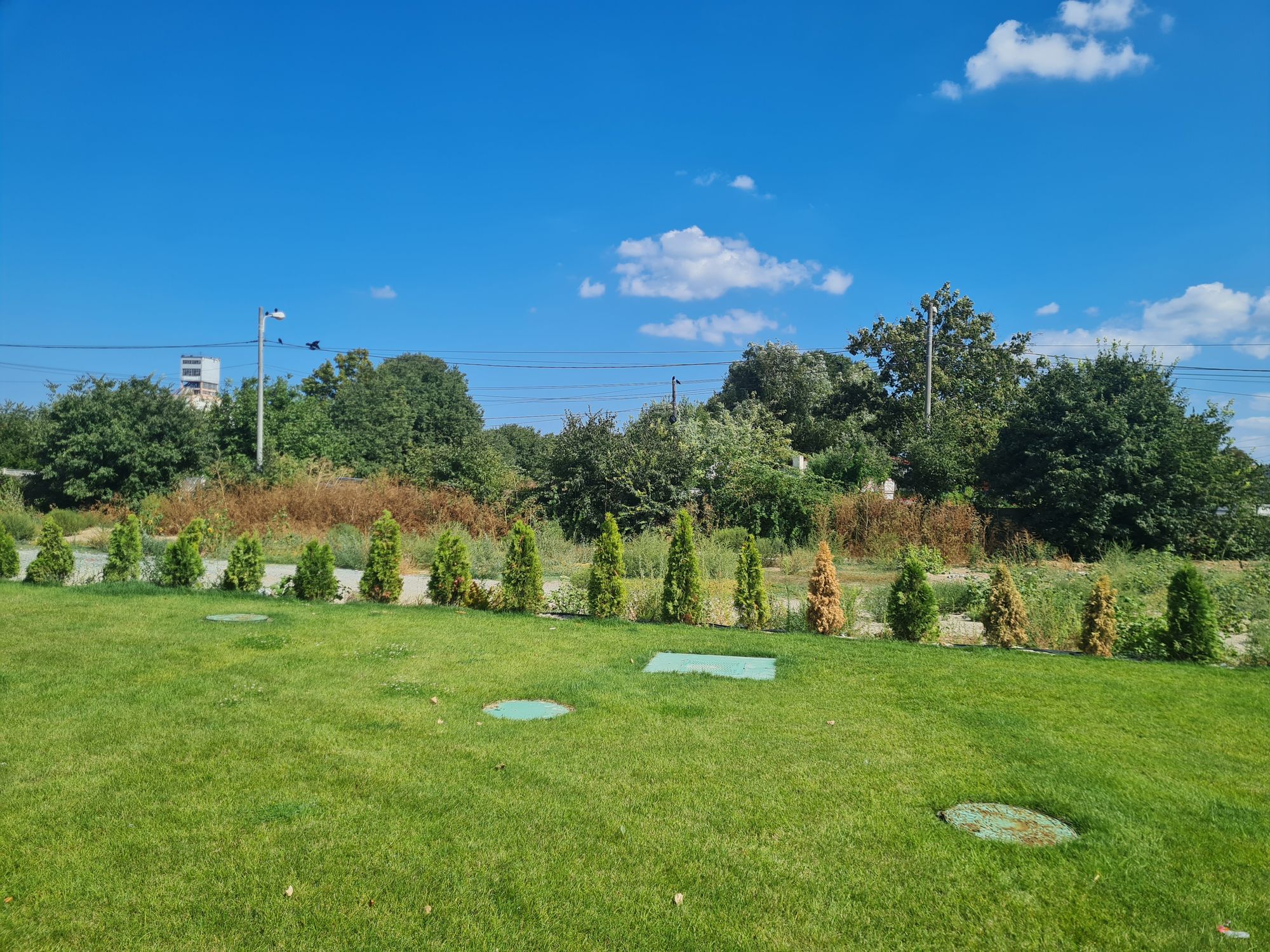 Ambrozie in Constanța, Municipiul Constanța, Județul Constanța