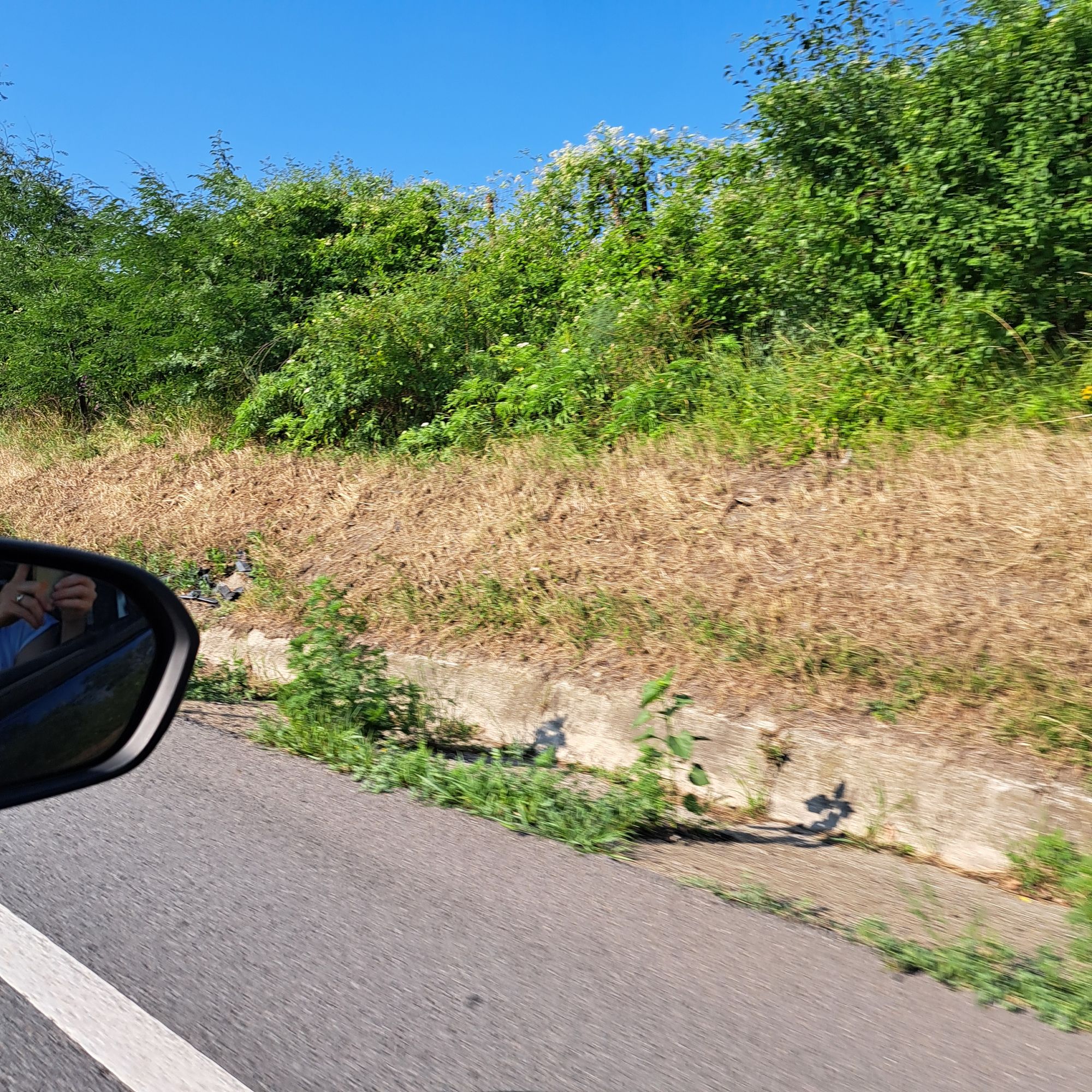 Ambrozie in Strunga, Comuna Strunga, Județul Iași - 20260715_091759.jpg