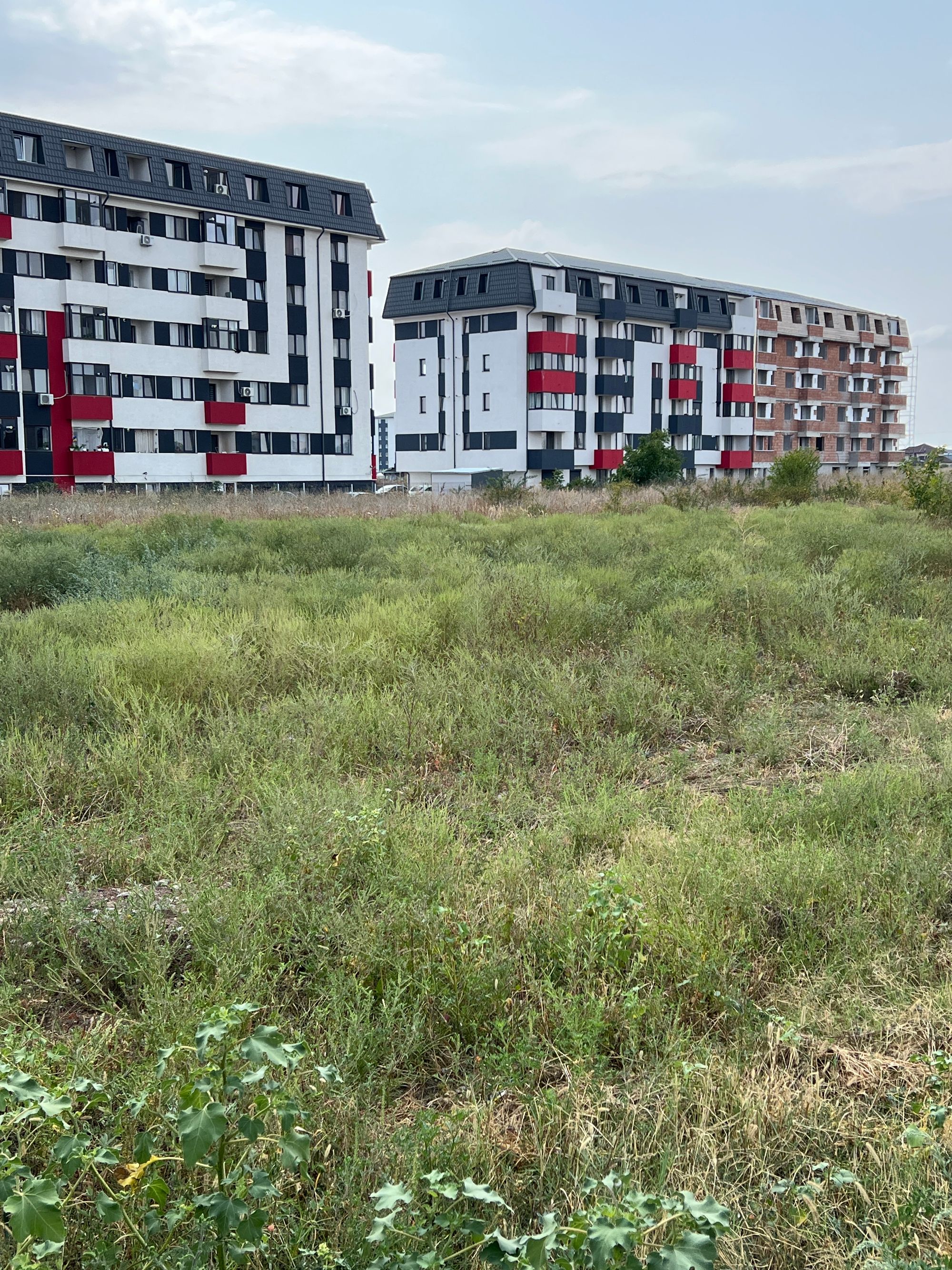 Ambrozie in Strada Sergent Ilie Petre 4, Chiajna, Comuna Chiajna, Județul Ilfov - image.jpg