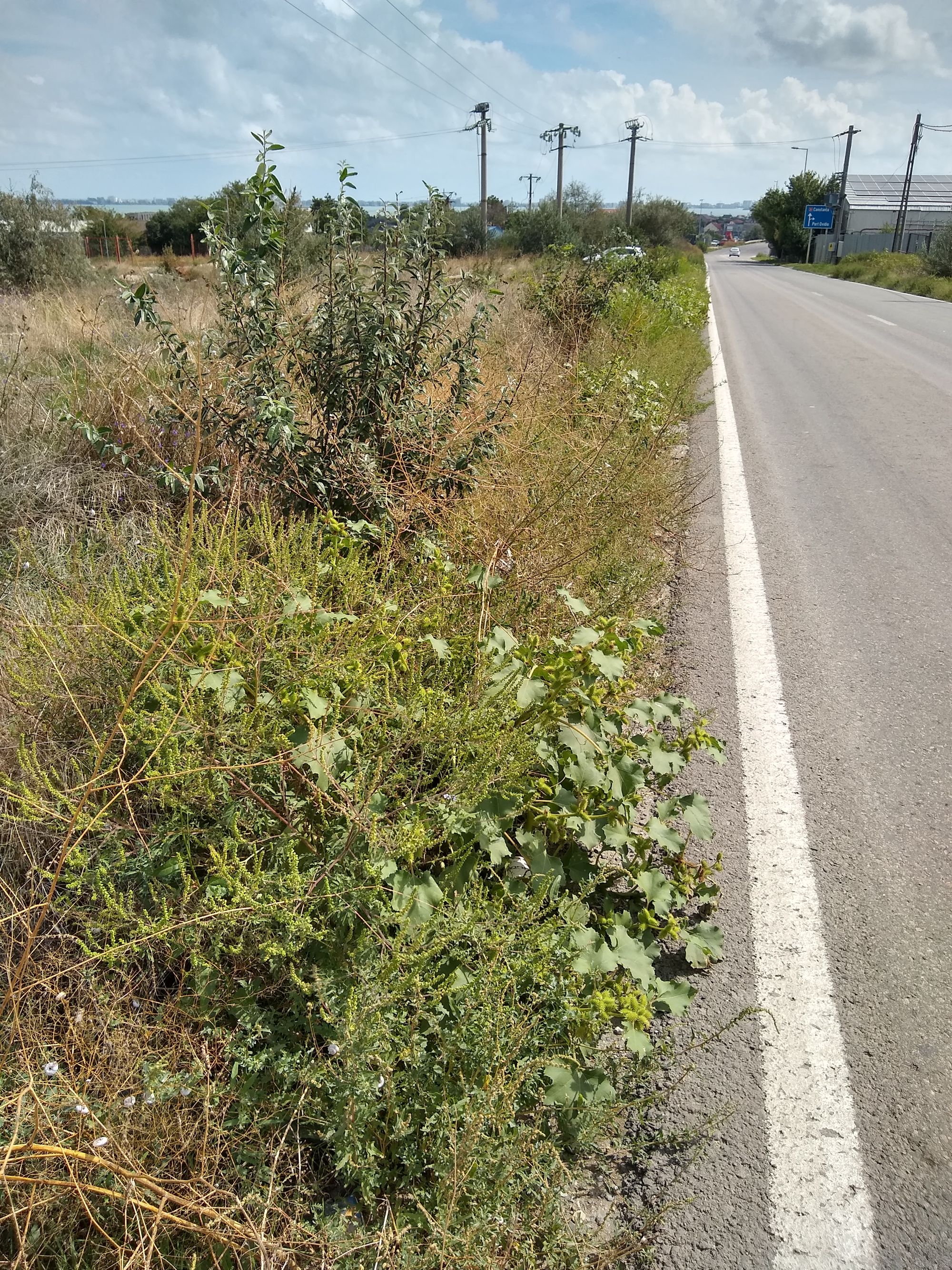 Ambrozie in Șoseaua Națională CD4, Ovidiu, Oraş Ovidiu, Județul Constanța - IMG_20240910_130113689_HDR.jpg