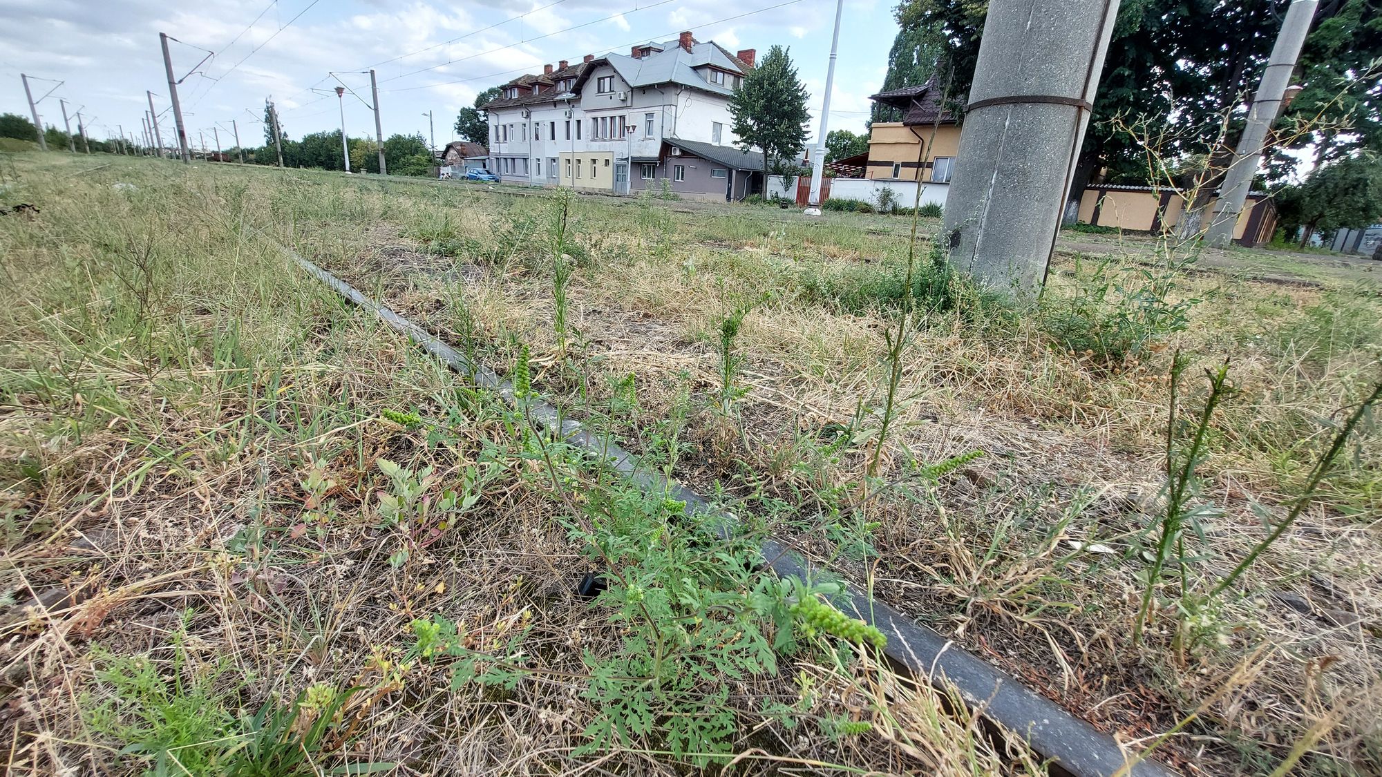 Ambrozie in Strada Dragalina, Ploiești, Municipiu Ploiești, Județul Prahova - 1000165587.jpg