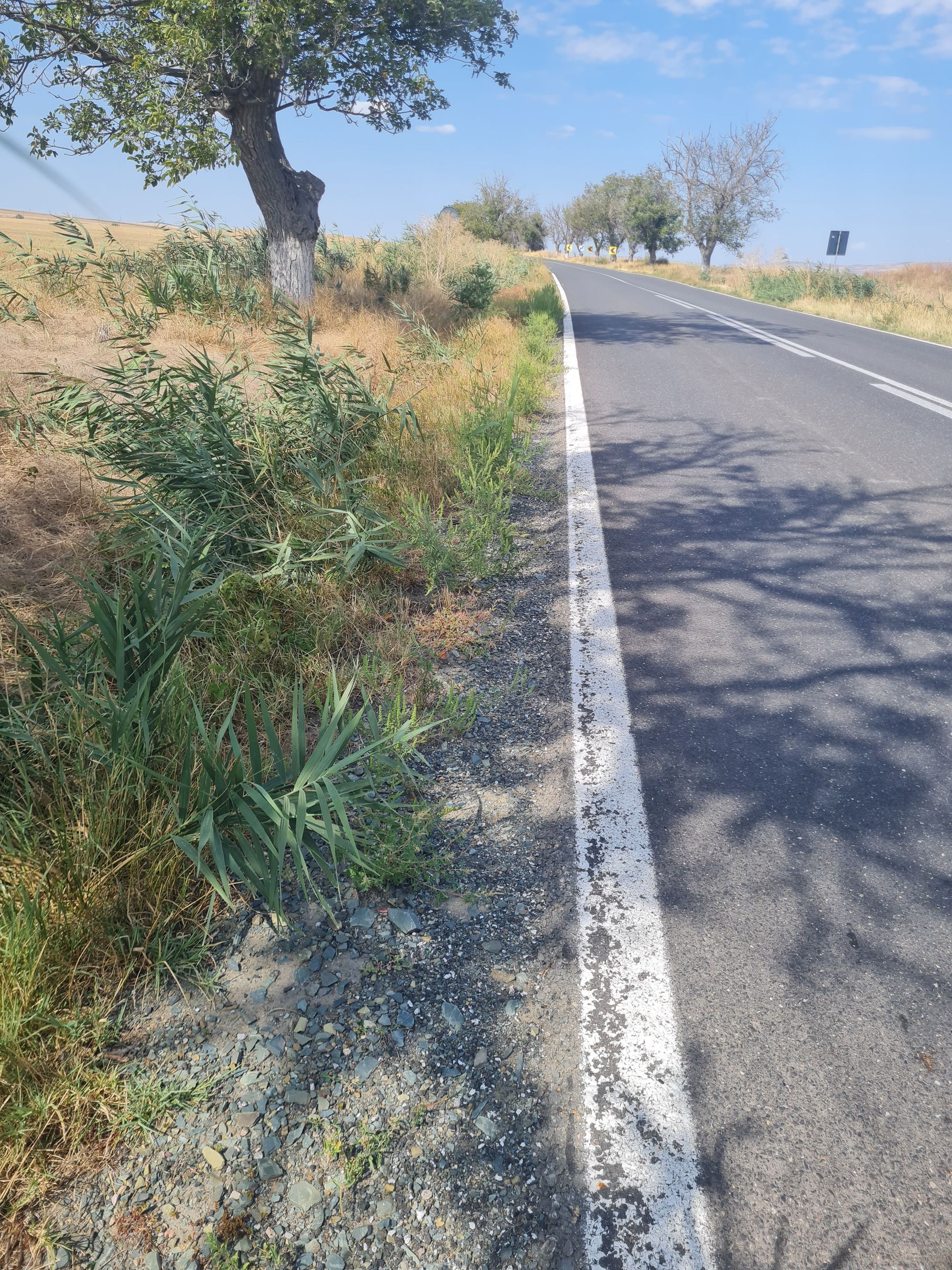 Ambrozie in E87, Comuna Mihai Bravu, Județul Tulcea - 20250829_143040.jpg