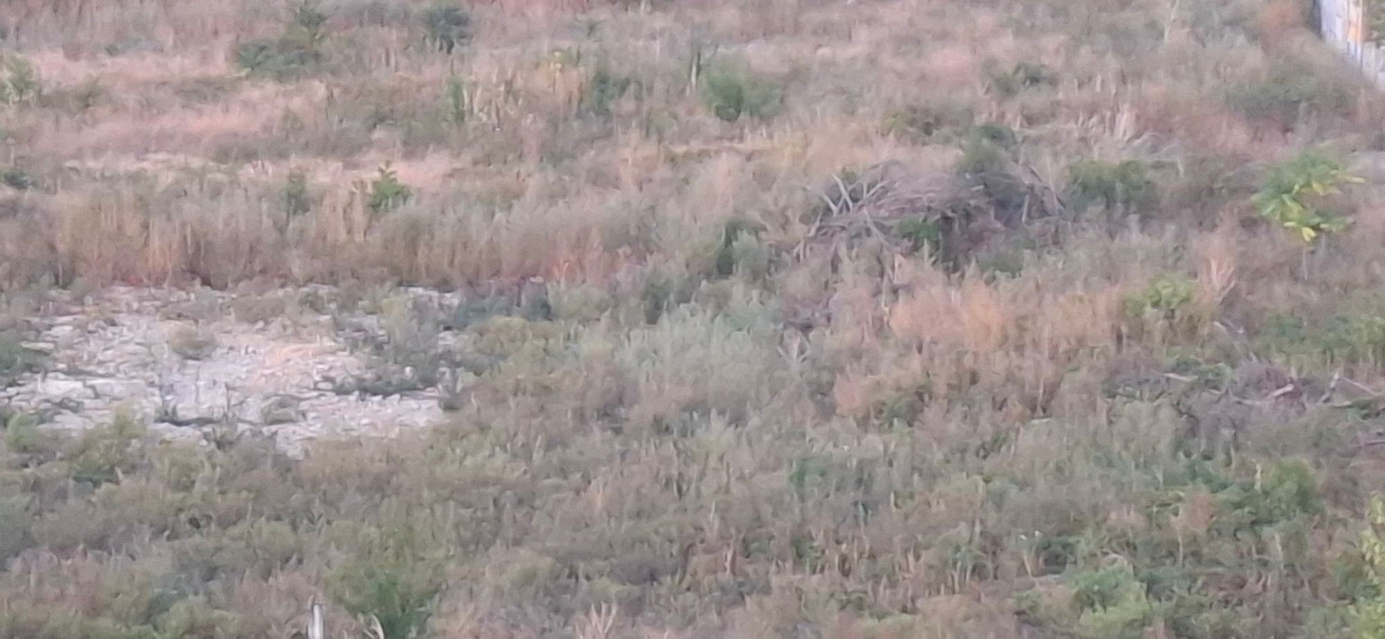 Ambrozie in Strada Sondelor 62, Ploiești, Municipiu Ploieşti, Județul Prahova - 20250924_065928.jpg