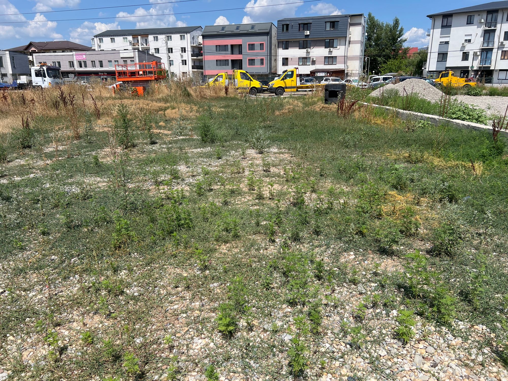 Ambrozie in Strada Acvilei 4J, Roșu, Comuna Chiajna, Județul Ilfov