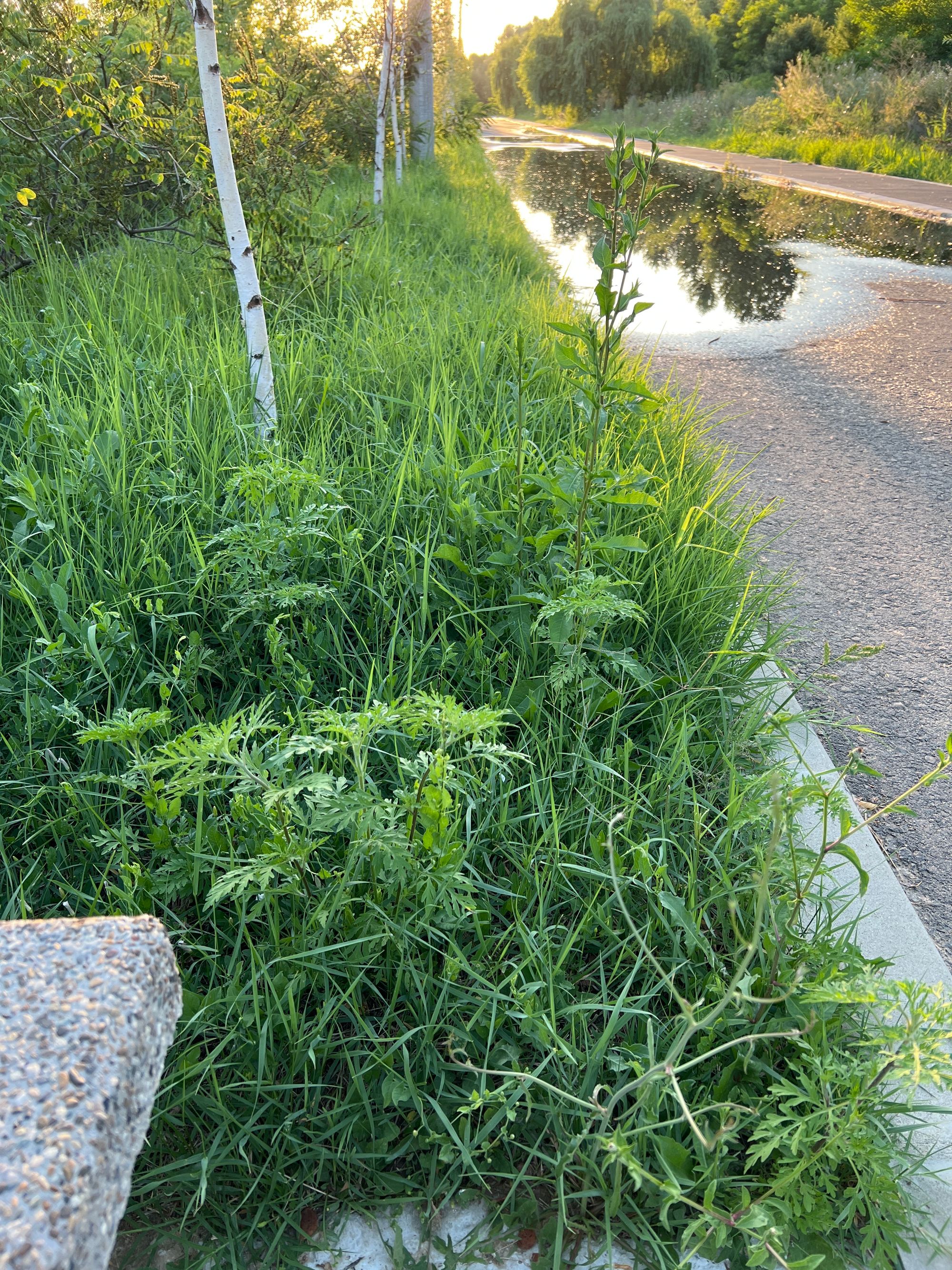 Ambrozie in Bucharest - image.jpg