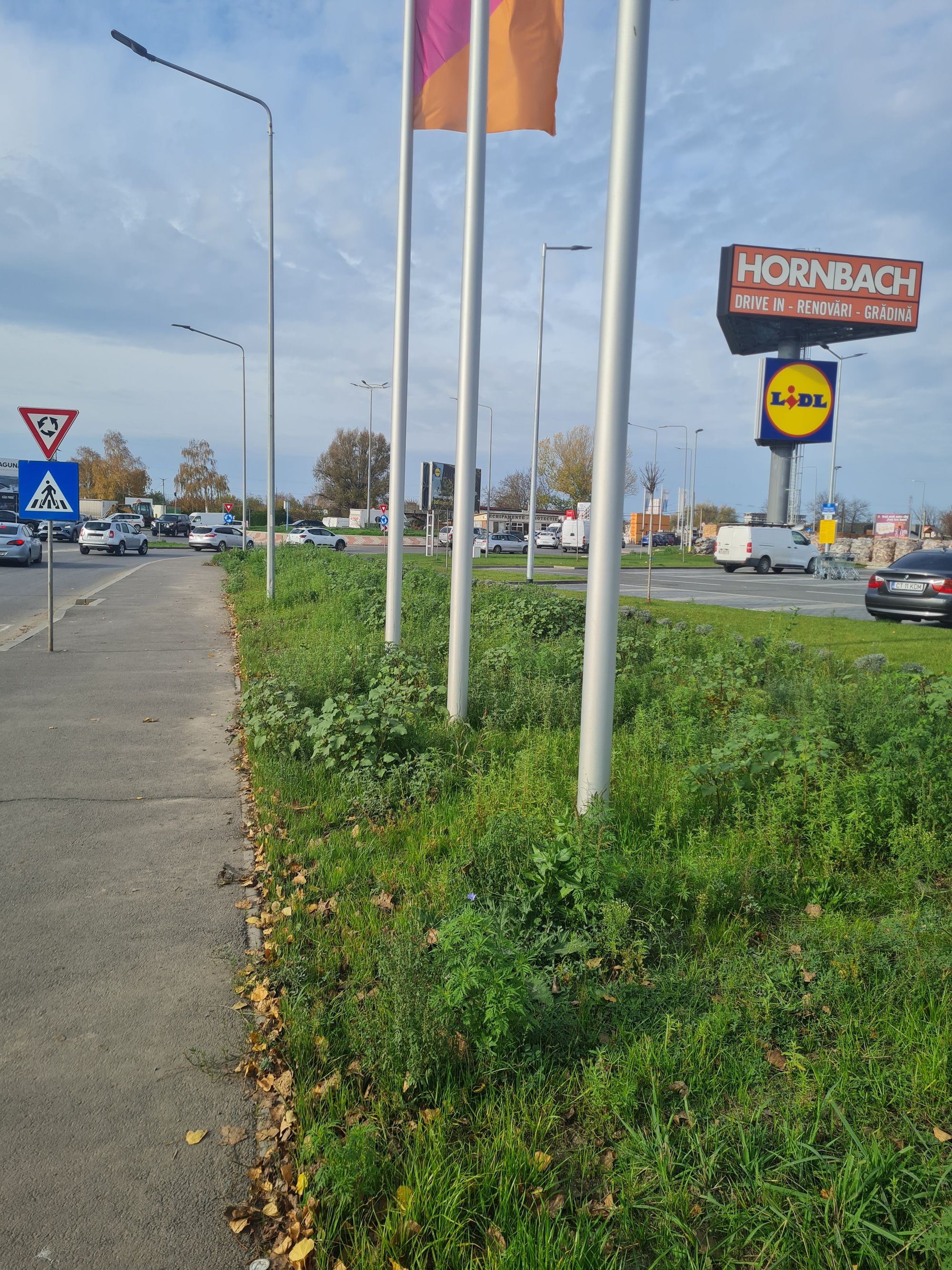 Ambrozie in Constanța, Municipiul Constanța, Județul Constanța