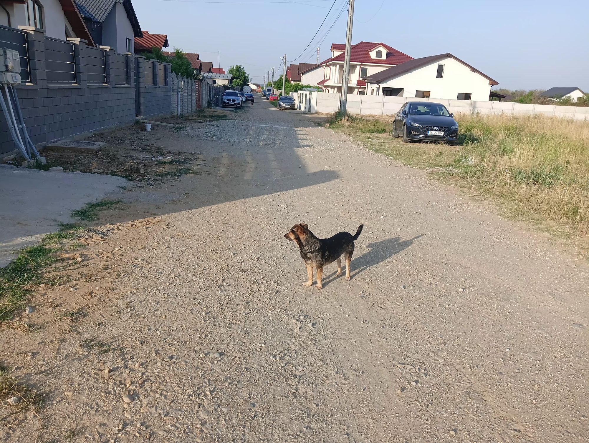 Ambrozie in Craiova, Municipiu Craiova, Județul Dolj - IMG20250727074305.jpg