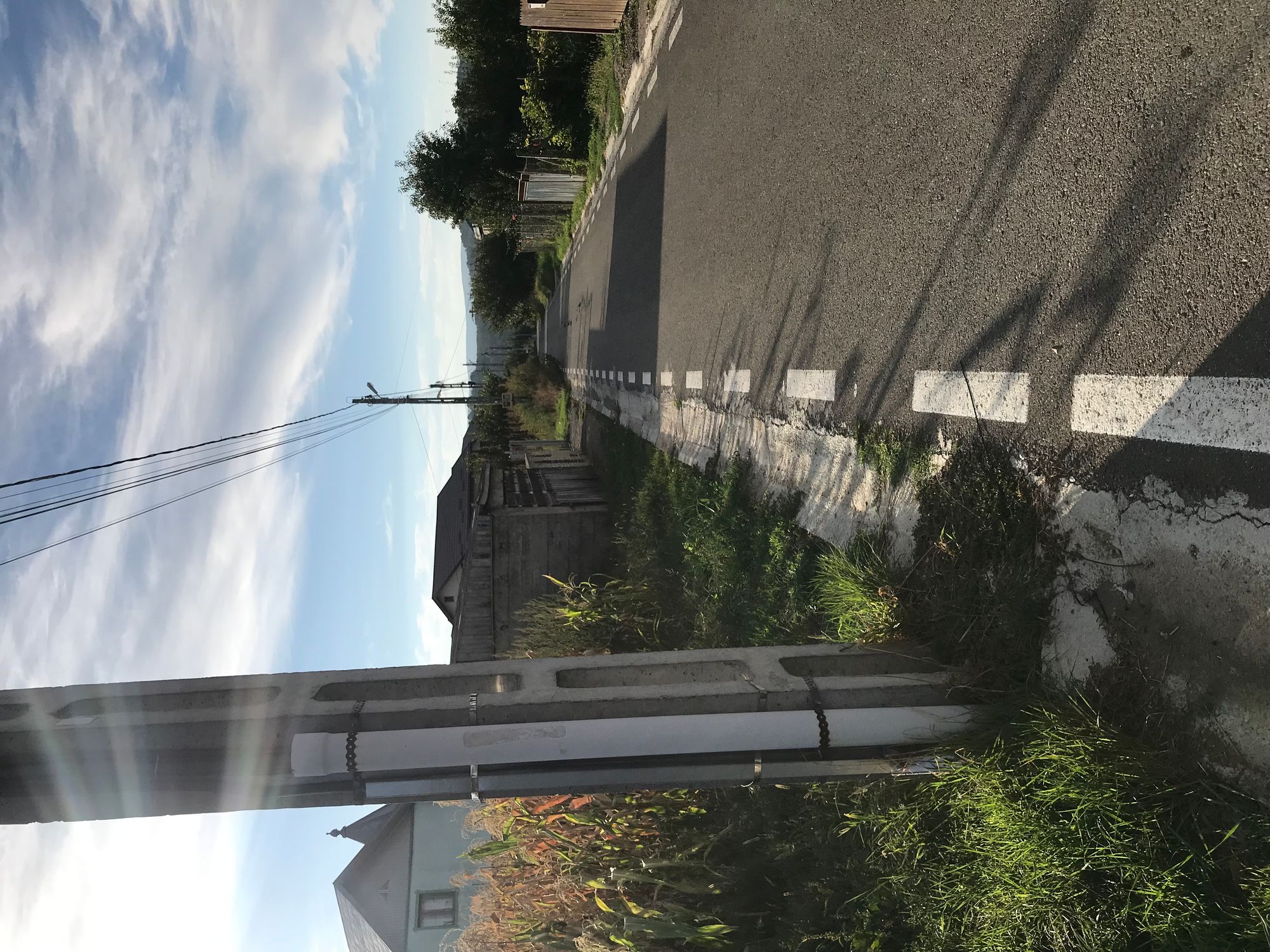 Ambrozie in Street Bradului 21, Comuna Ciurea, Județul Iași - C023F803-6238-411C-8C18-A0EADAE4BE16.jpeg