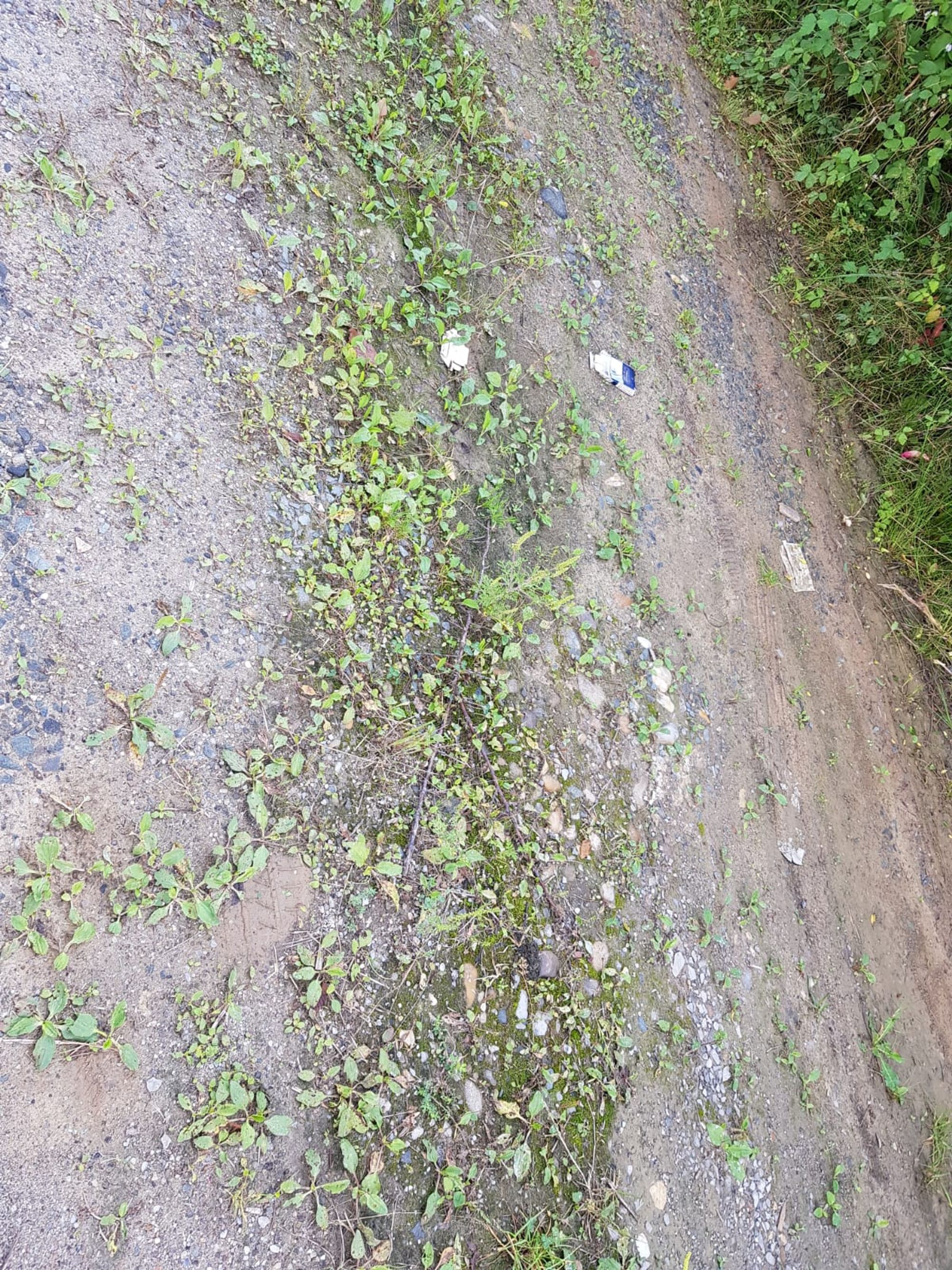 Ambrozie in Frâncenii Boiului, Comuna Boiu Mare, Județul Maramureș