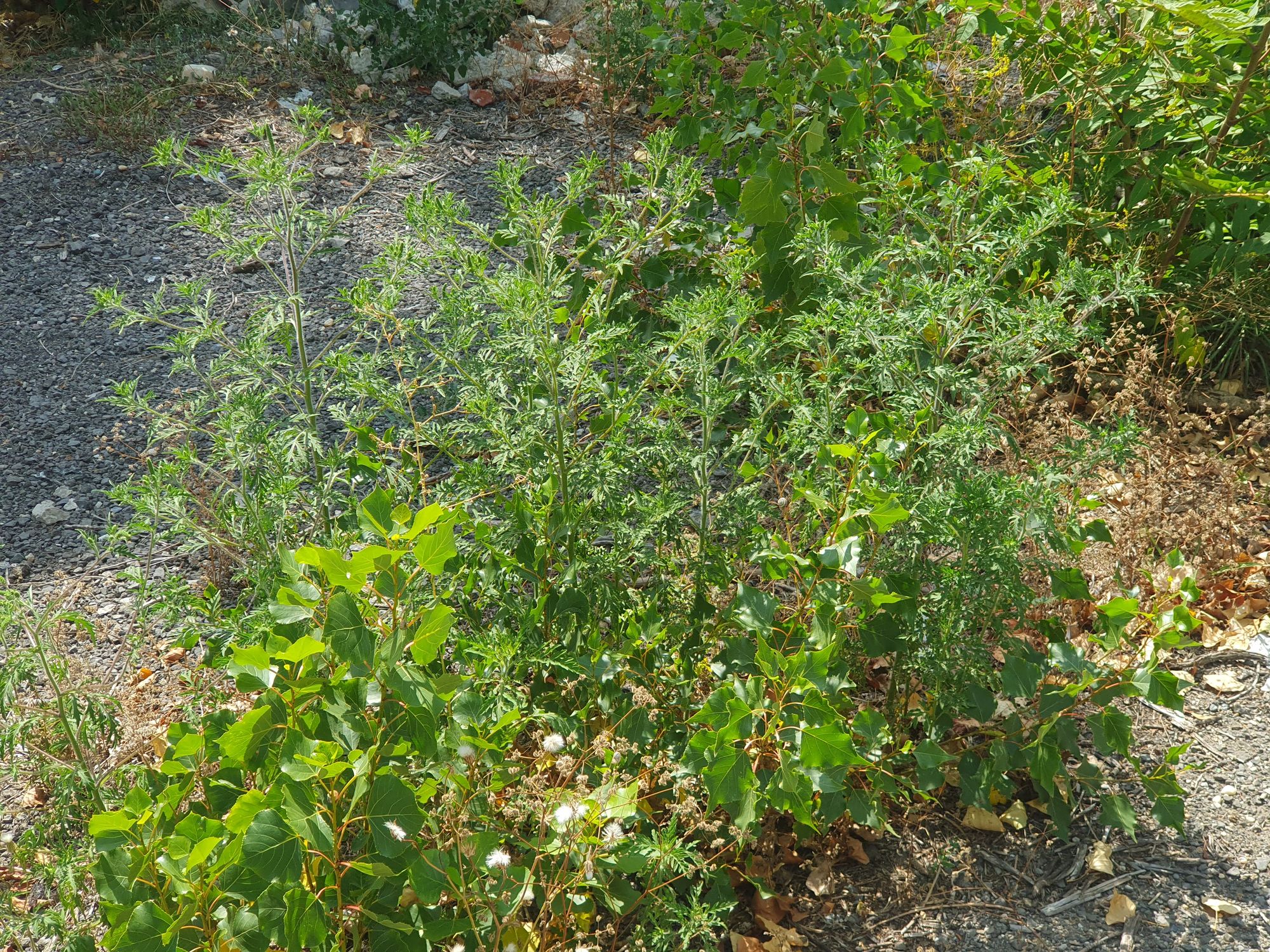 Ambrozie in Strada Uranus 98, București, Municipiul București - 20230811_144202.jpg