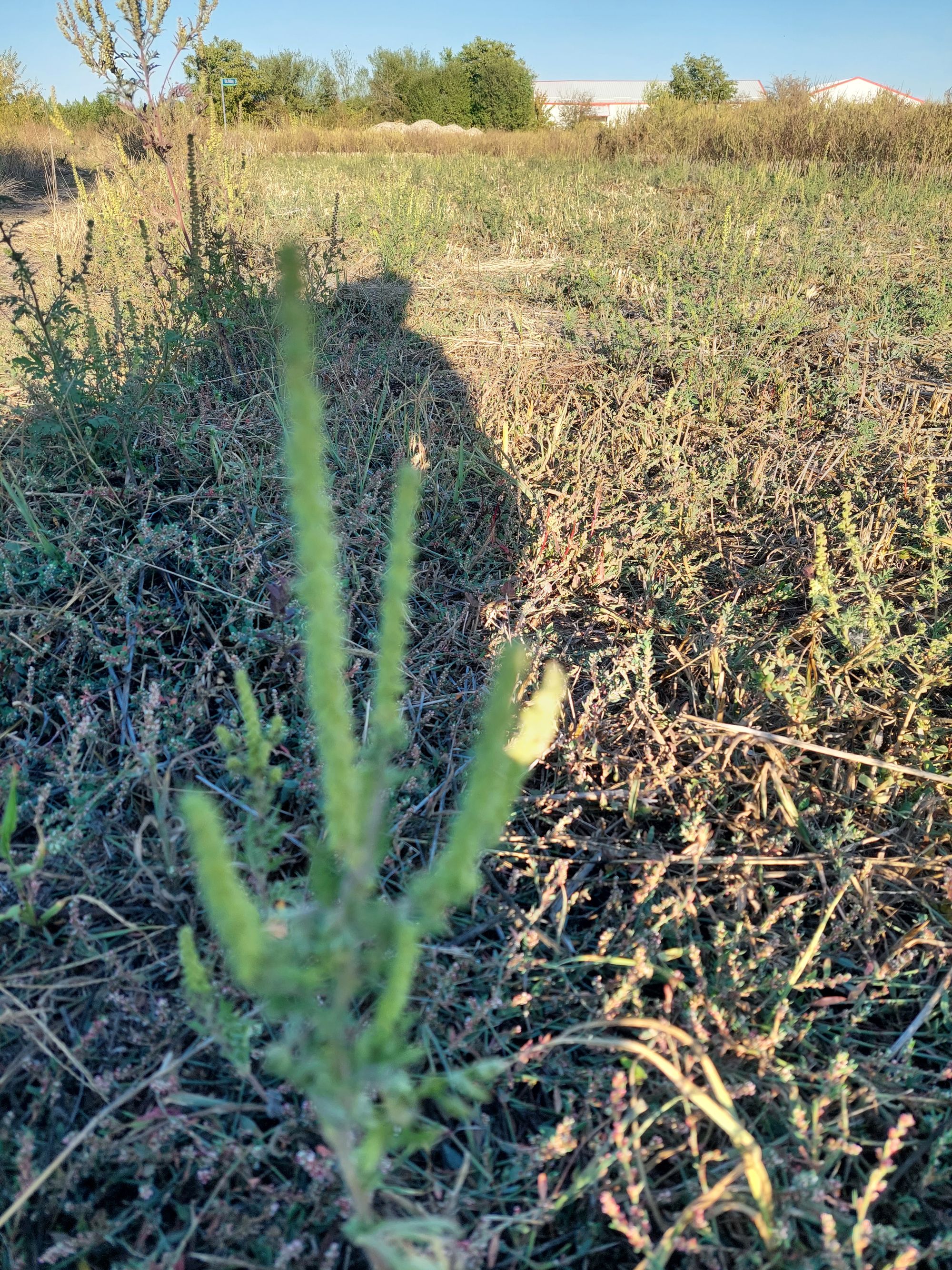 Ambrozie in Ghermănești, Comuna Snagov, Județul Ilfov