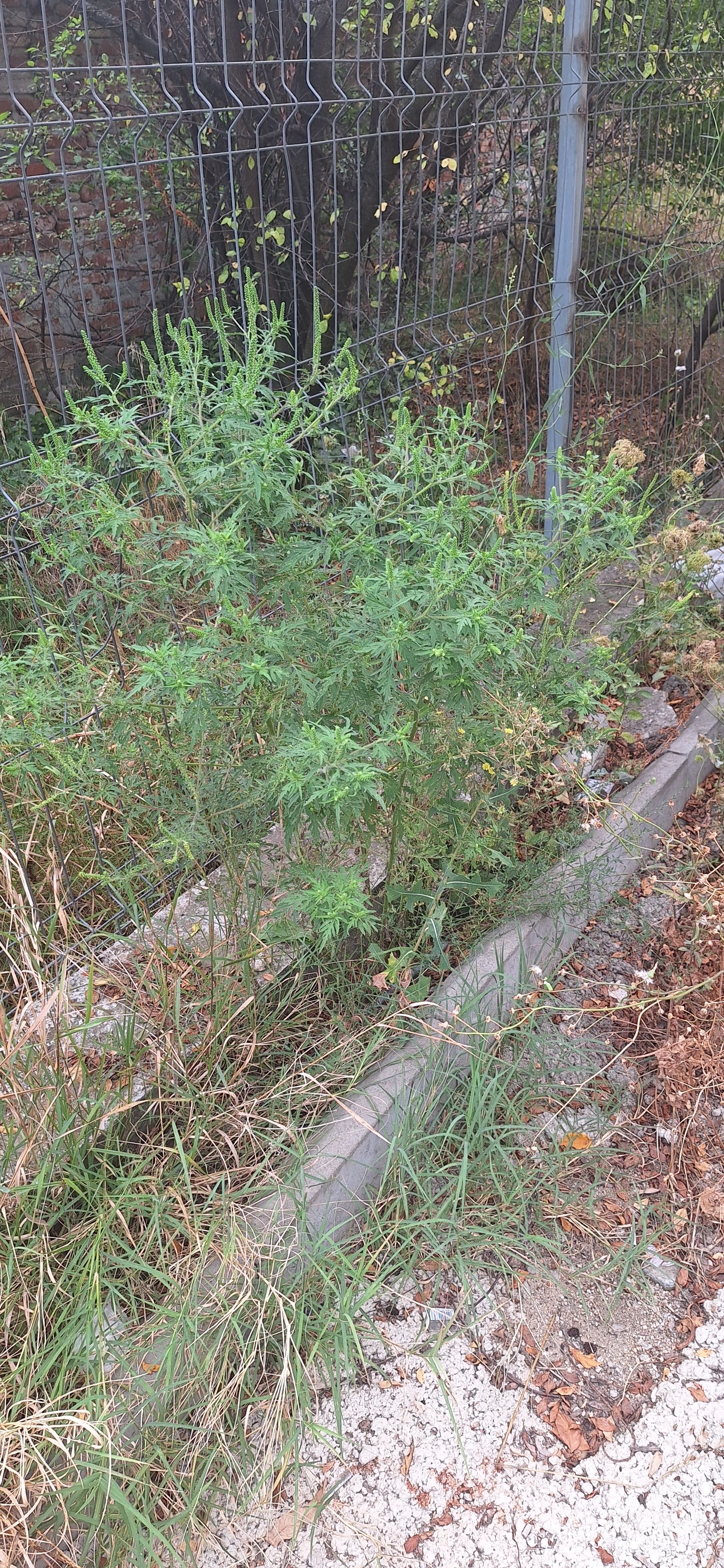 Ambrozie in Strada bistrita nasaud 5, Pantelimon, Oraș Pantelimon, Județul Ilfov