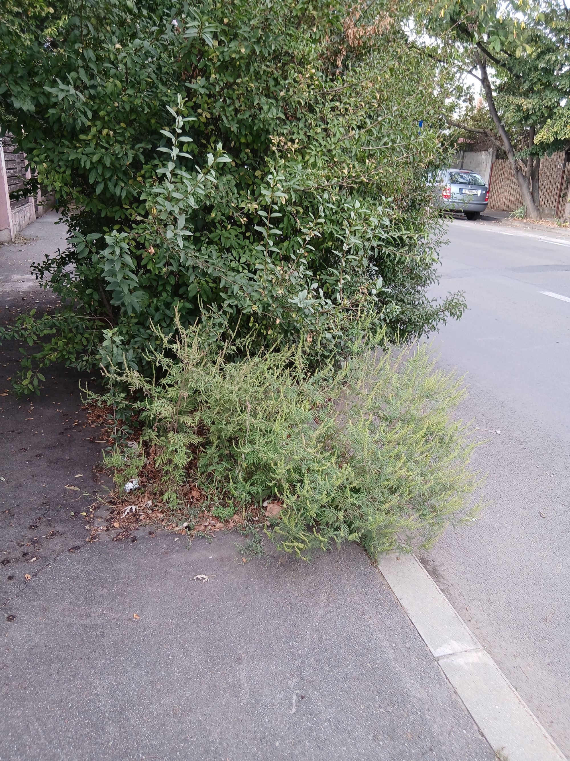 Ambrozie in Strada Natației 21, București, Municipiul București - 20260915_164344(1).jpg