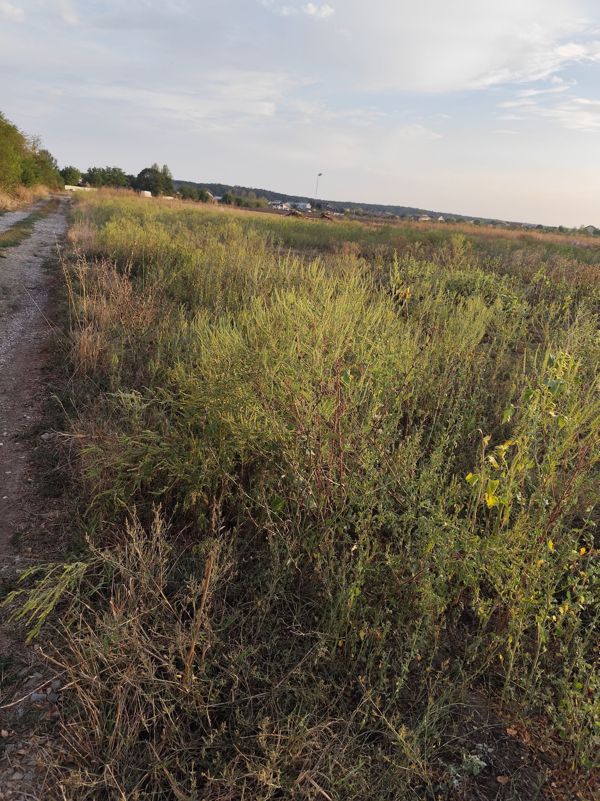 Ambrozie in Samurcași, Comuna Crevedia, Județul Dâmbovița - IMG_20250912_184752.jpg