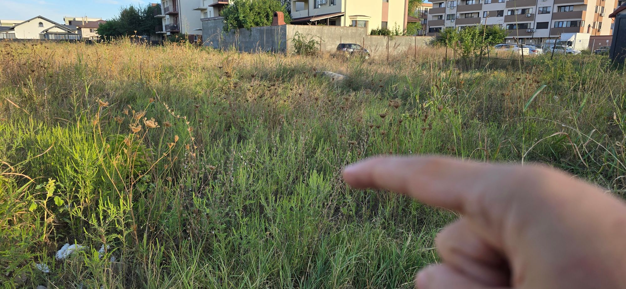 Ambrozie in Drumul Gura Făgetului 157, București, Municipiul București