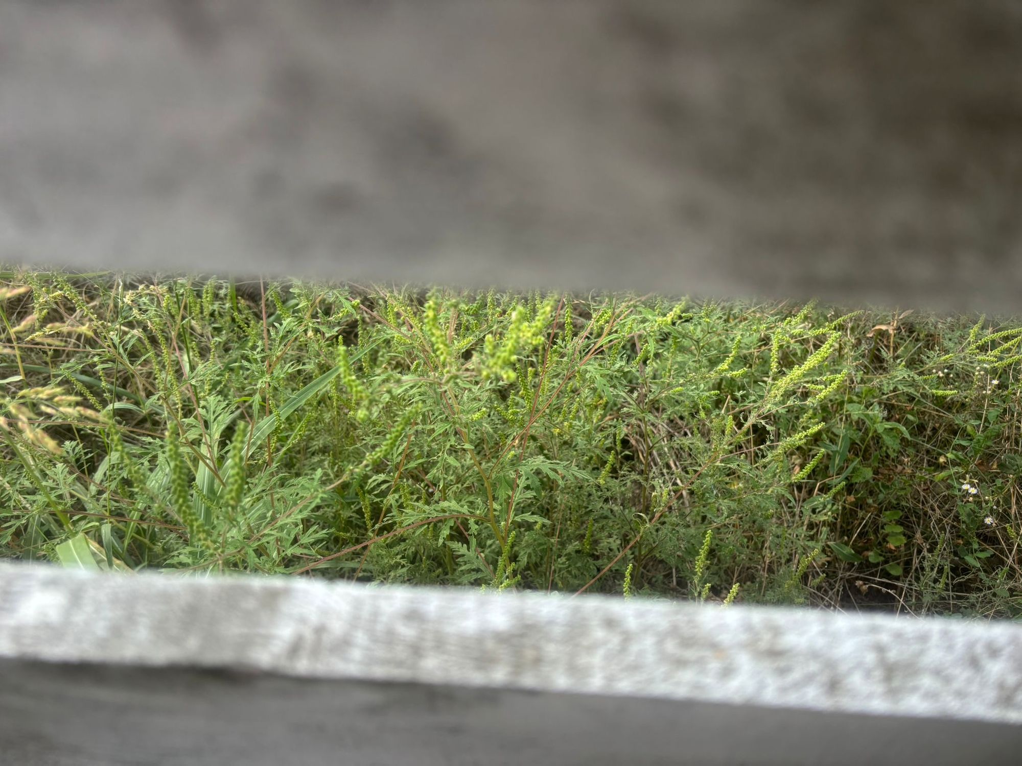 Ambrozie in Strada Vănâtorilor 23, Mogoșoaia, Comuna Mogoșoaia, Județul Ilfov - 1b293ef3-a7fe-4e68-a69e-c9b498c9755b.jpeg