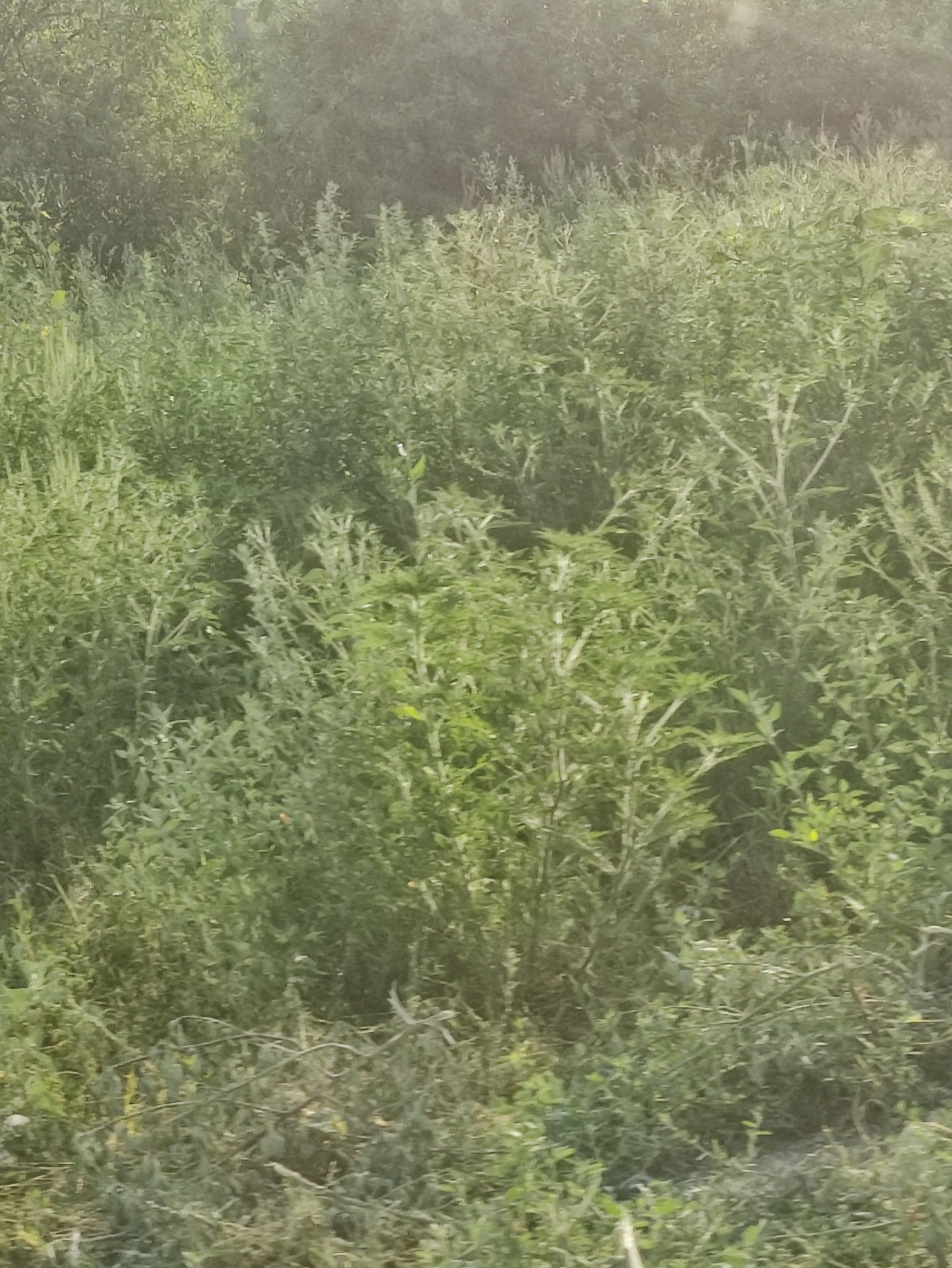 Ambrozie in Bulevardul Biruinței 63, Pantelimon, Oraş Pantelimon, Județul Ilfov - IMG_20230817_080506.jpg