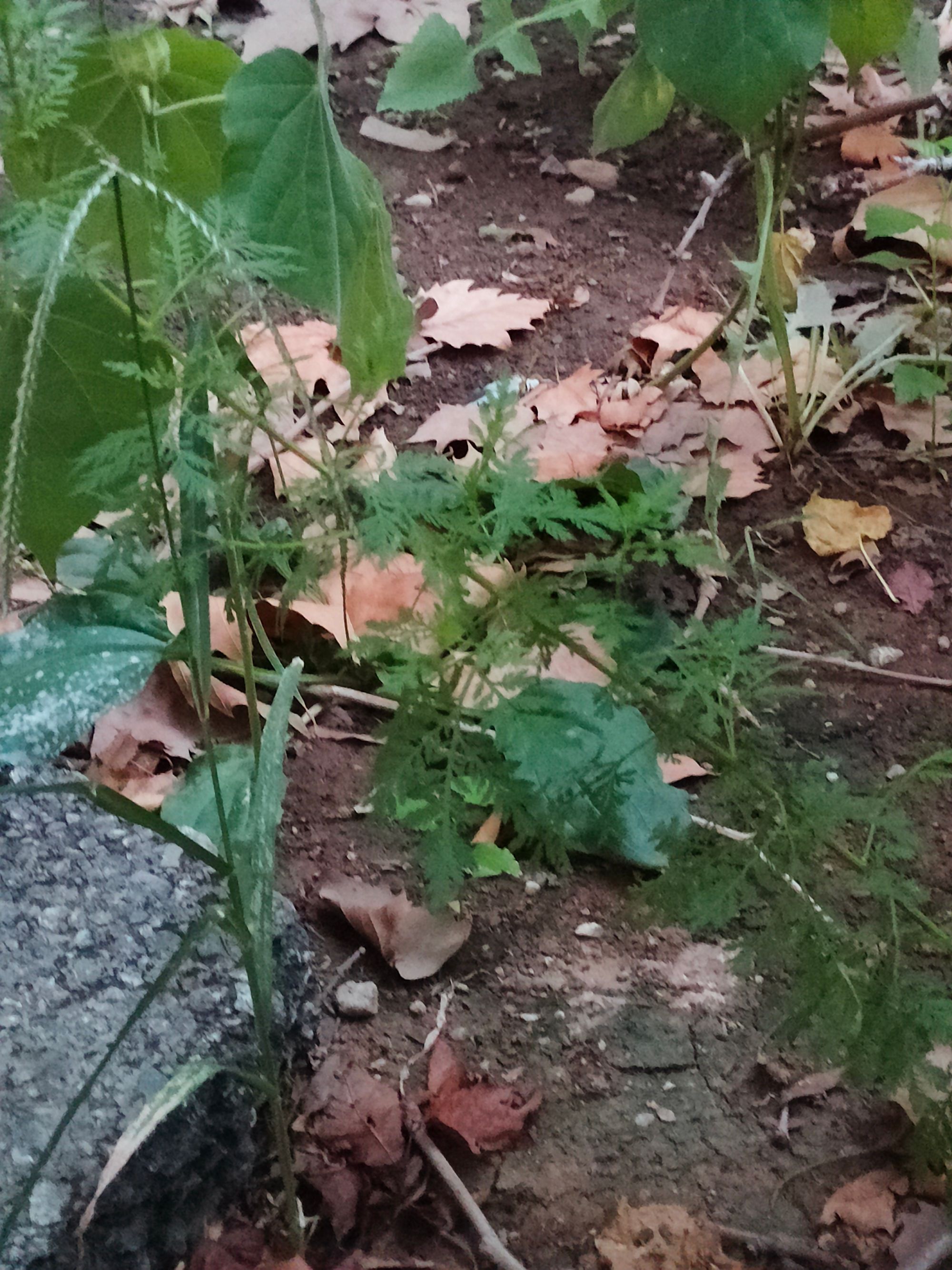 Ambrozie in Bulevardul Constantin Brâncoveanu 6, București, Municipiul București - IMG20230902195849.jpg