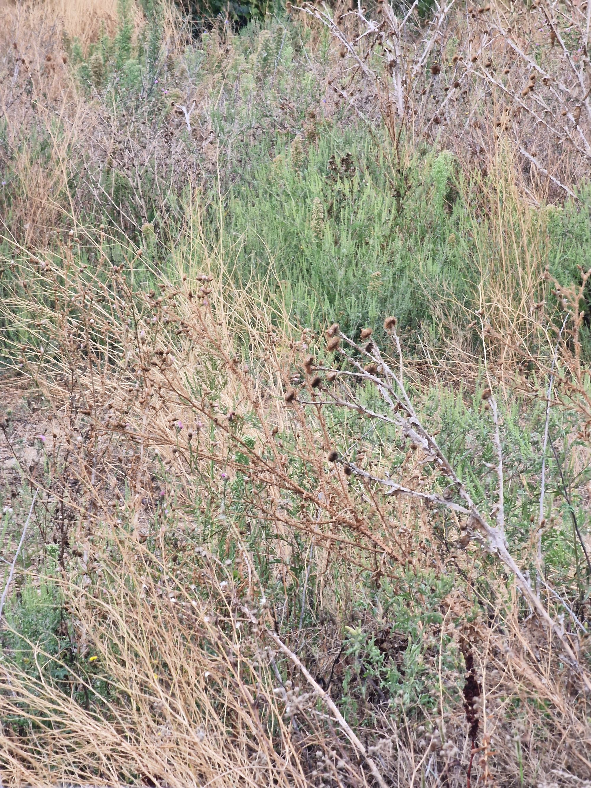 Ambrozie in Voluntari, Oraş Voluntari, Județul Ilfov - 20250912_083340.jpg