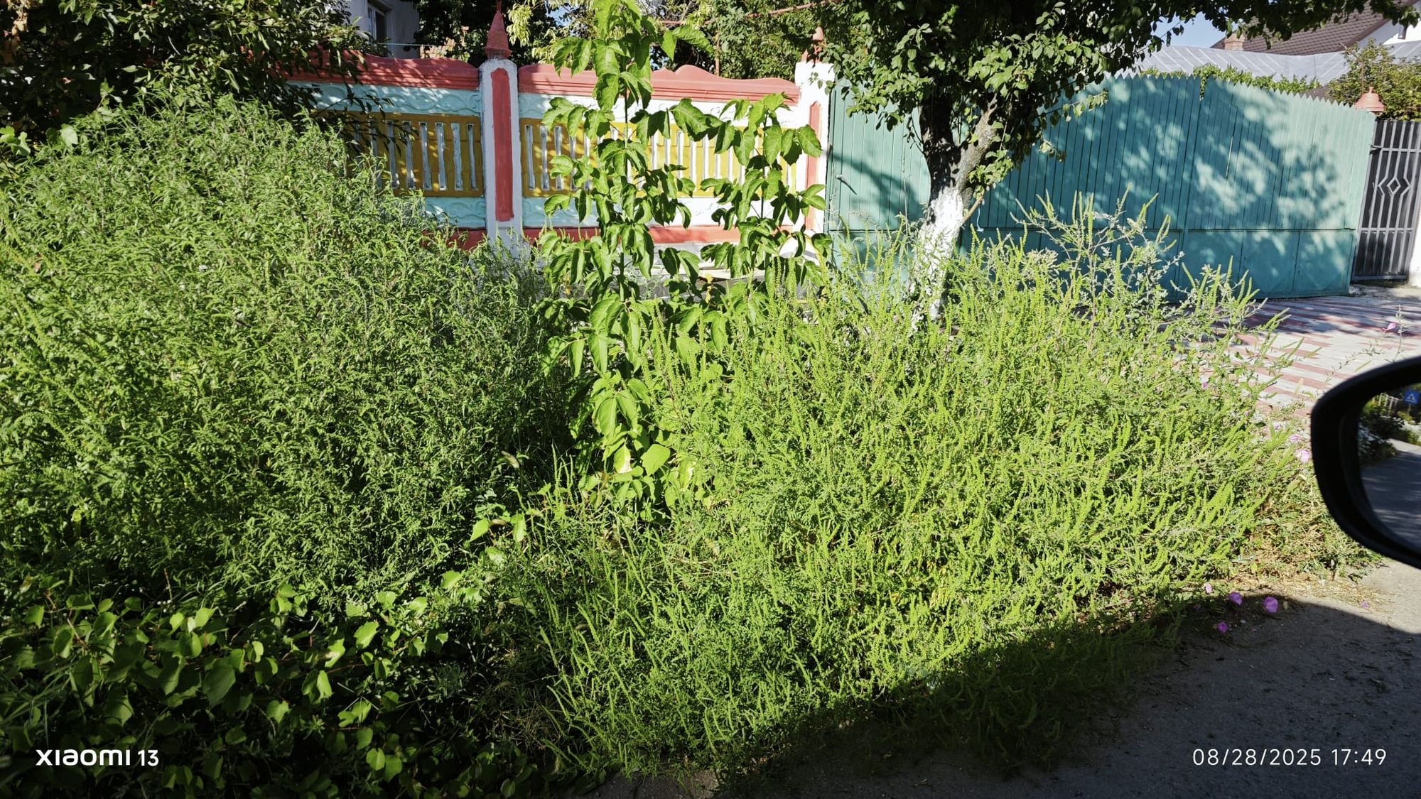 Ambrozie in Strada Principală 248, Almăj, Comuna Almăj, Județul Dolj - ambrozie Almaj.jpeg