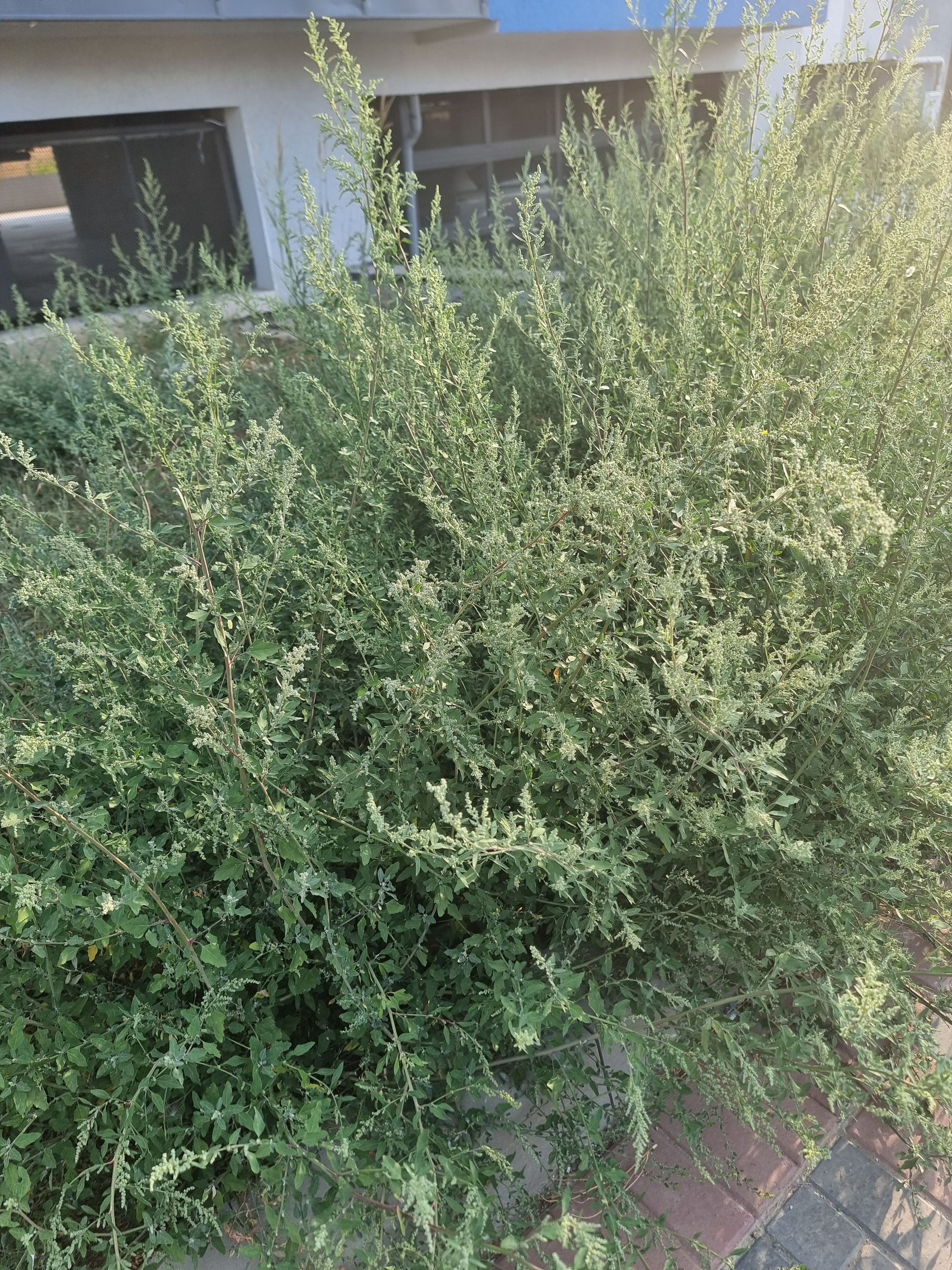 Ambrozie in Strada Brățării 129, București, Municipiul București - 20250909_082520.jpg