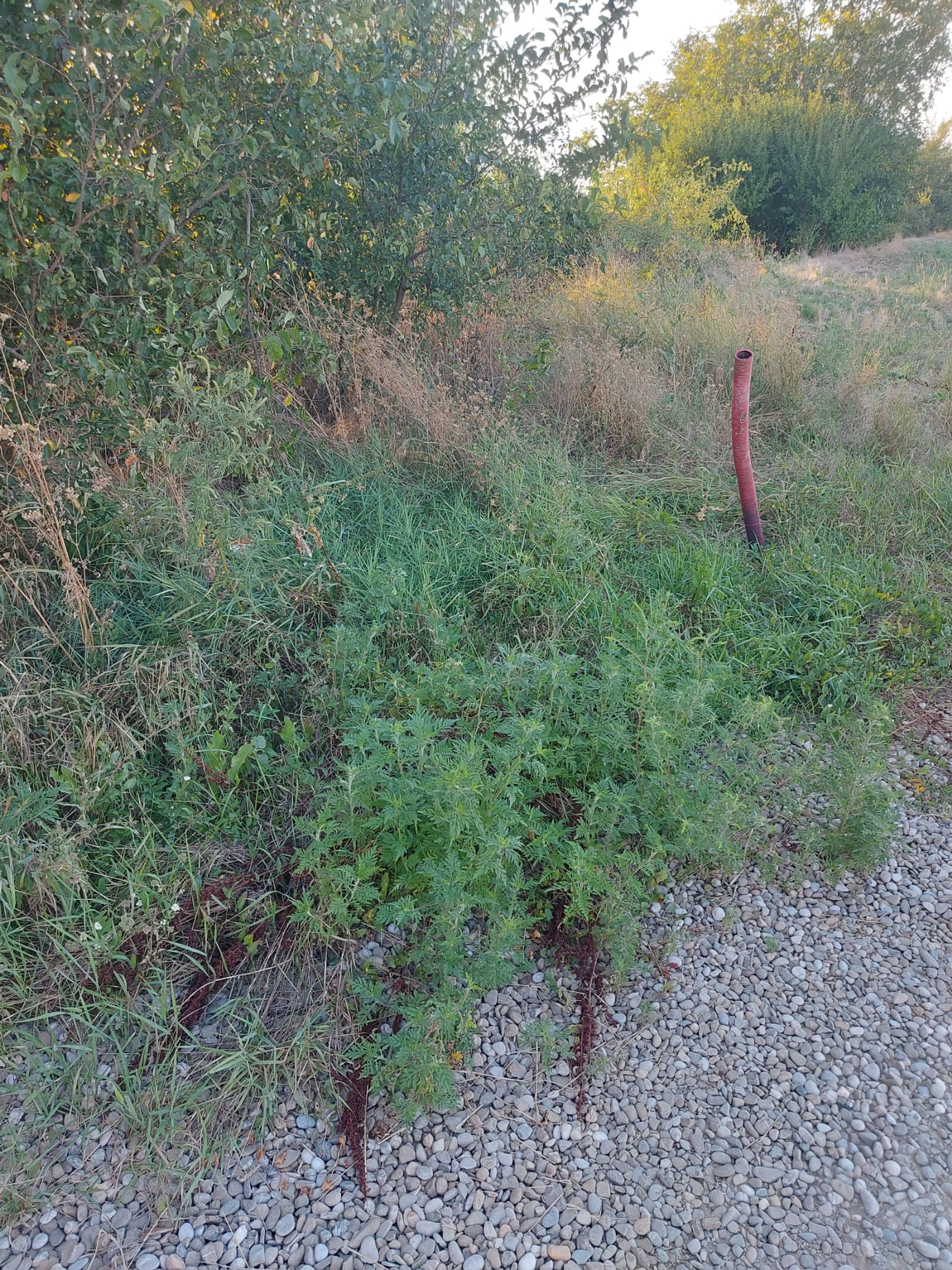 Ambrozie in Strada Nalbei 24, Dumbrăveni, Comuna Balotești, Județul Ilfov - 1000043388.jpg